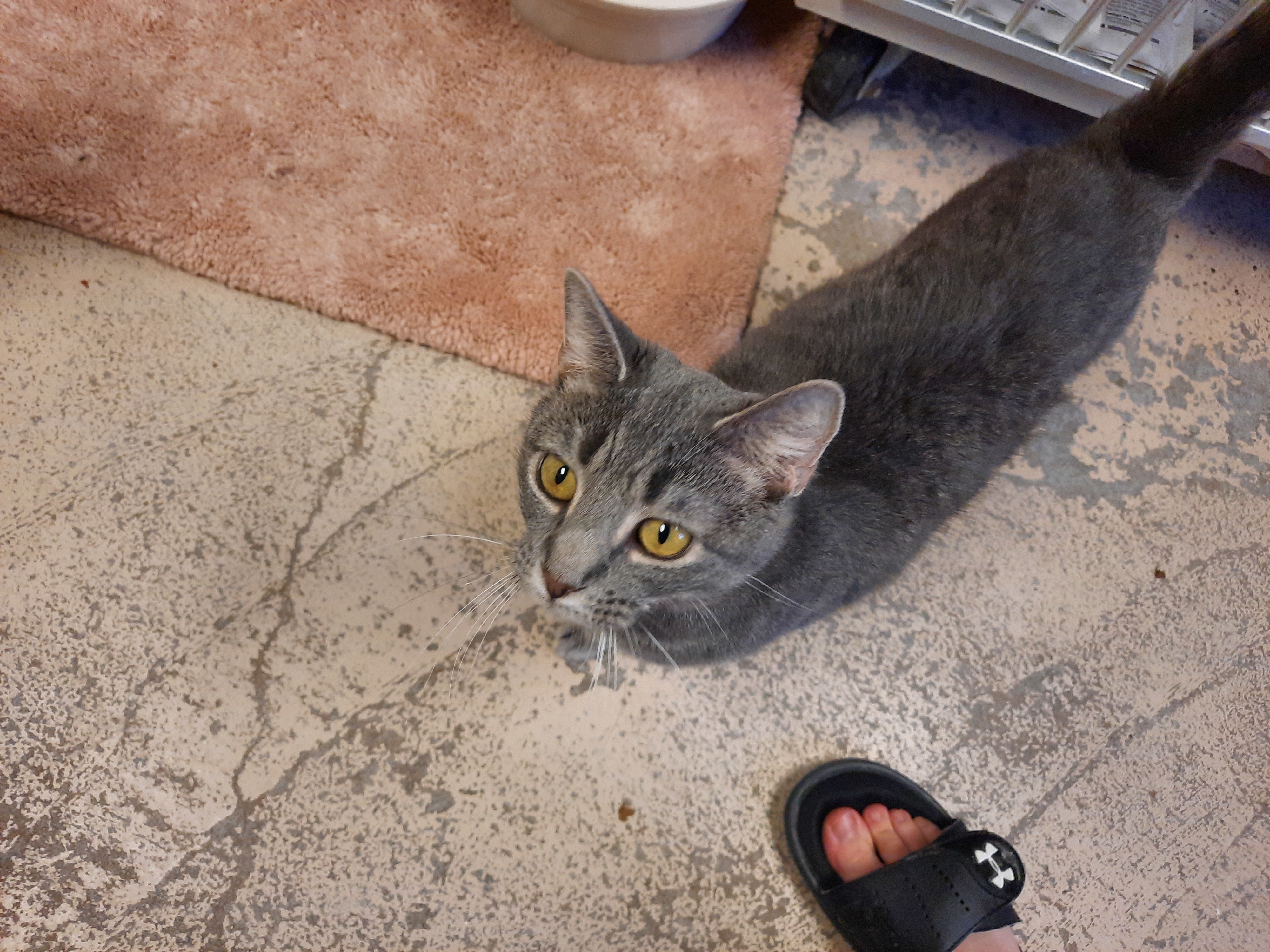 Delilah, Young Female unknown
