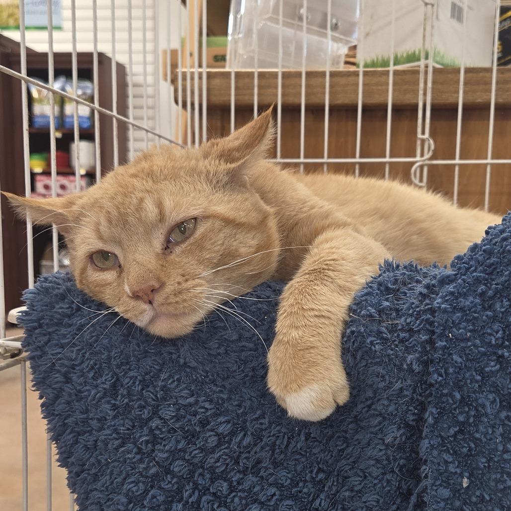 Enlarge 0426-79 (FRA) Bingo, a Adoptable Domestic Short Hair in Abingdon, MD image 1/6