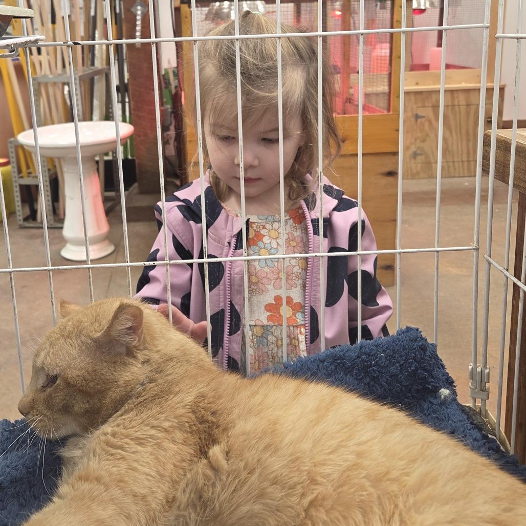 Enlarge 0426-79 (FRA) Bingo, a Adoptable Domestic Short Hair in Abingdon, MD image 2/6