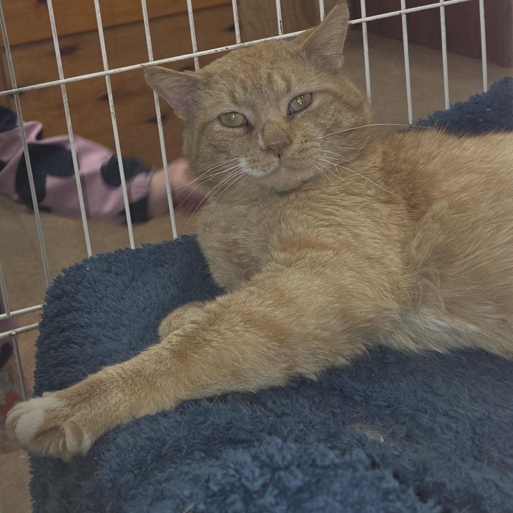 Enlarge 0426-79 (FRA) Bingo, a Adoptable Domestic Short Hair in Abingdon, MD image 3/6