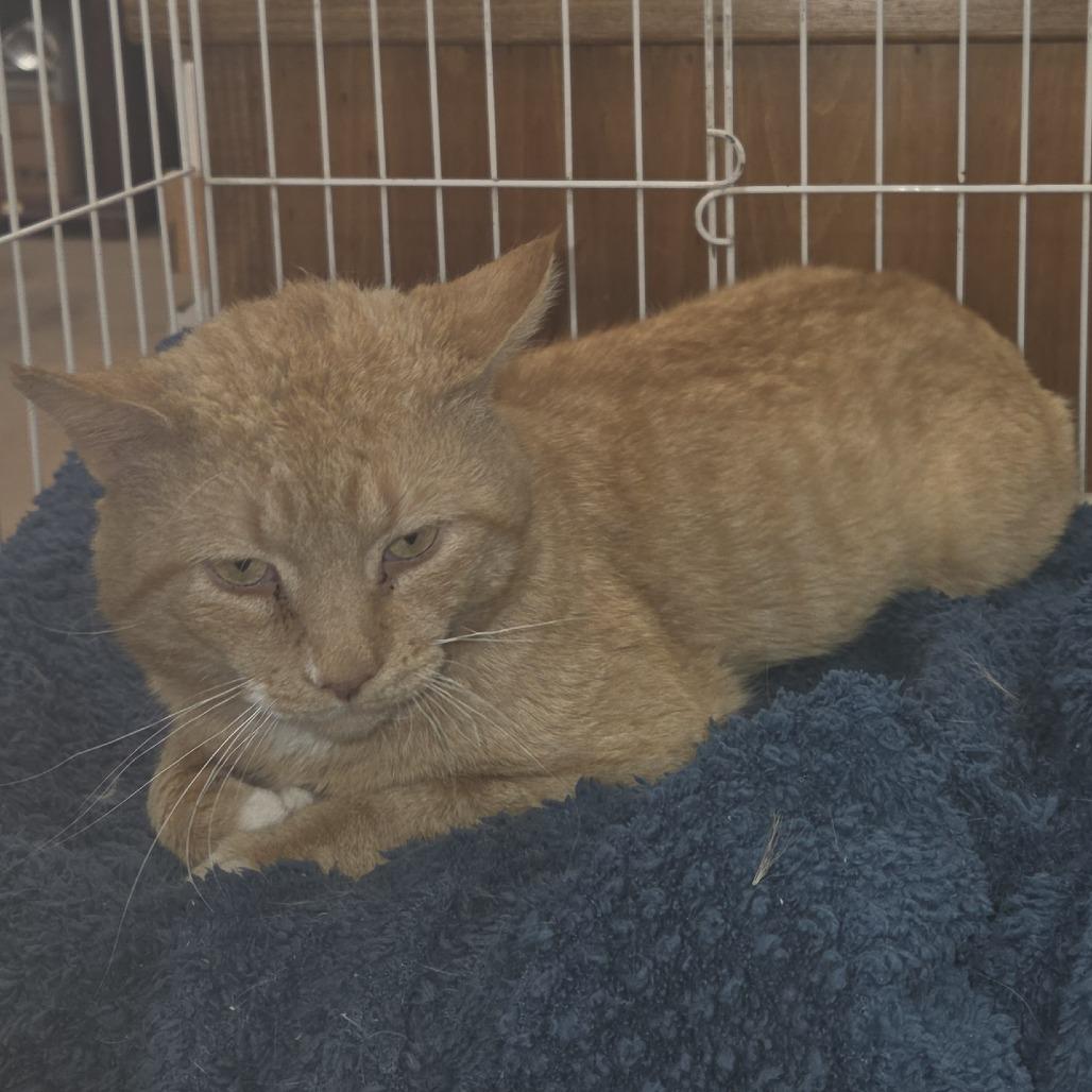 Enlarge 0426-79 (FRA) Bingo, a Adoptable Domestic Short Hair in Abingdon, MD image 4/6