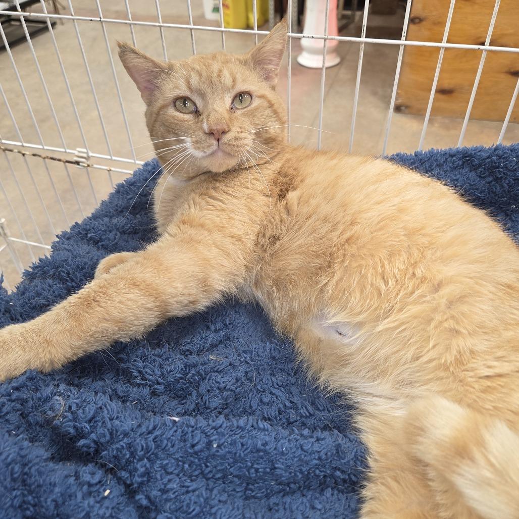 Enlarge 0426-79 (FRA) Bingo, a Adoptable Domestic Short Hair in Abingdon, MD image 5/6