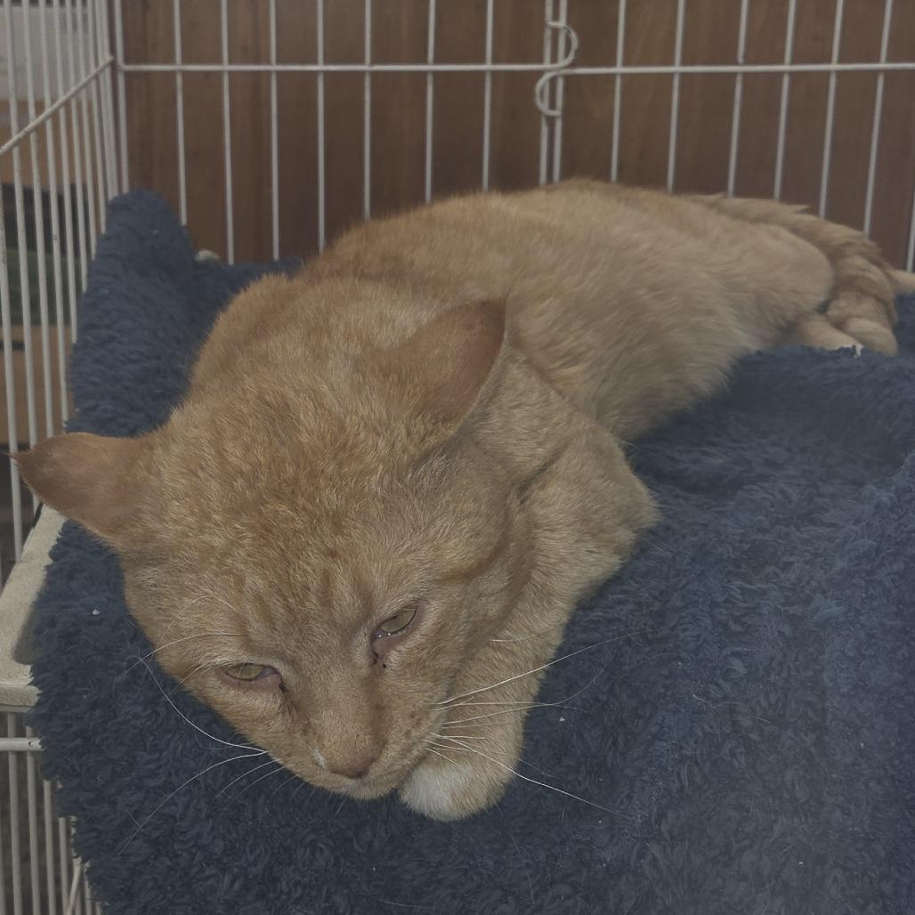 Enlarge 0426-79 (FRA) Bingo, a Adoptable Domestic Short Hair in Abingdon, MD image 6/6