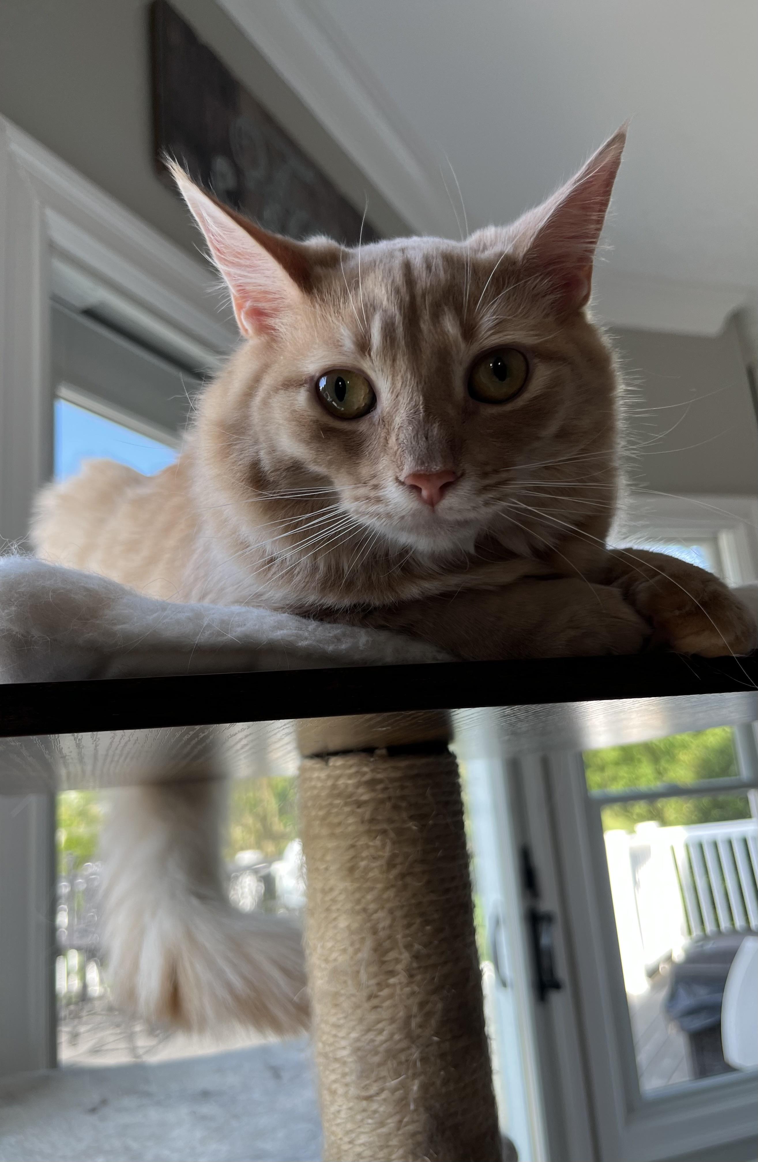 Enlarge Honey, a Adoptable Domestic Long Hair in Allentown, NJ image 3/6