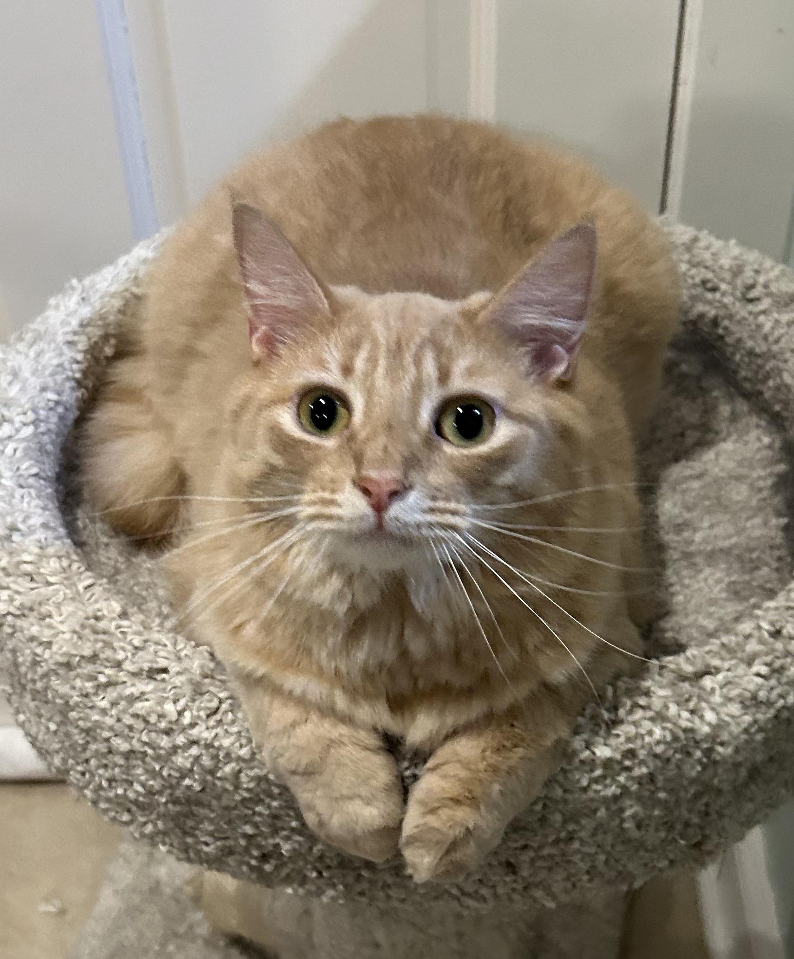 Enlarge Honey, a Adoptable Domestic Long Hair in Allentown, NJ image 6/6