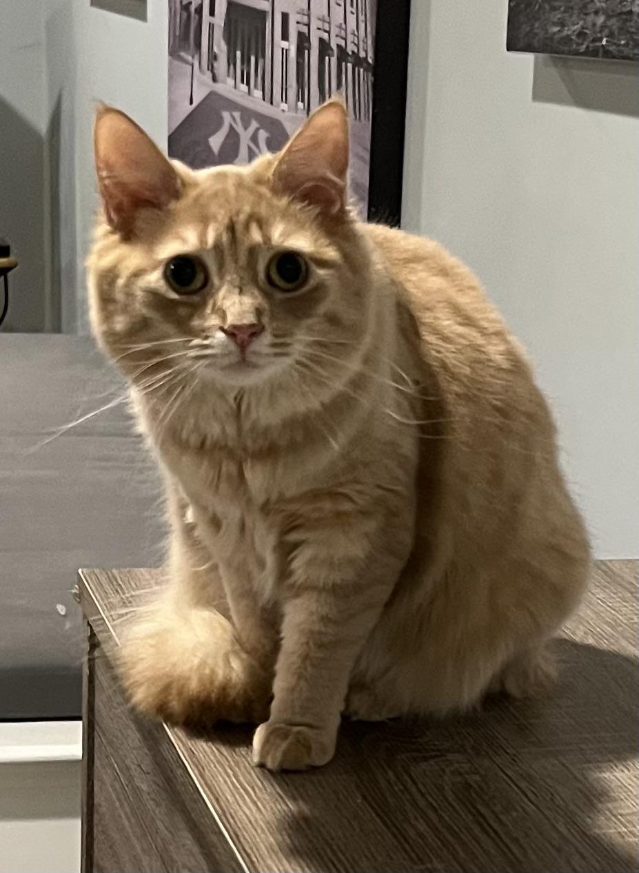 Honey, Adoptable, Young Female Domestic Long Hair.