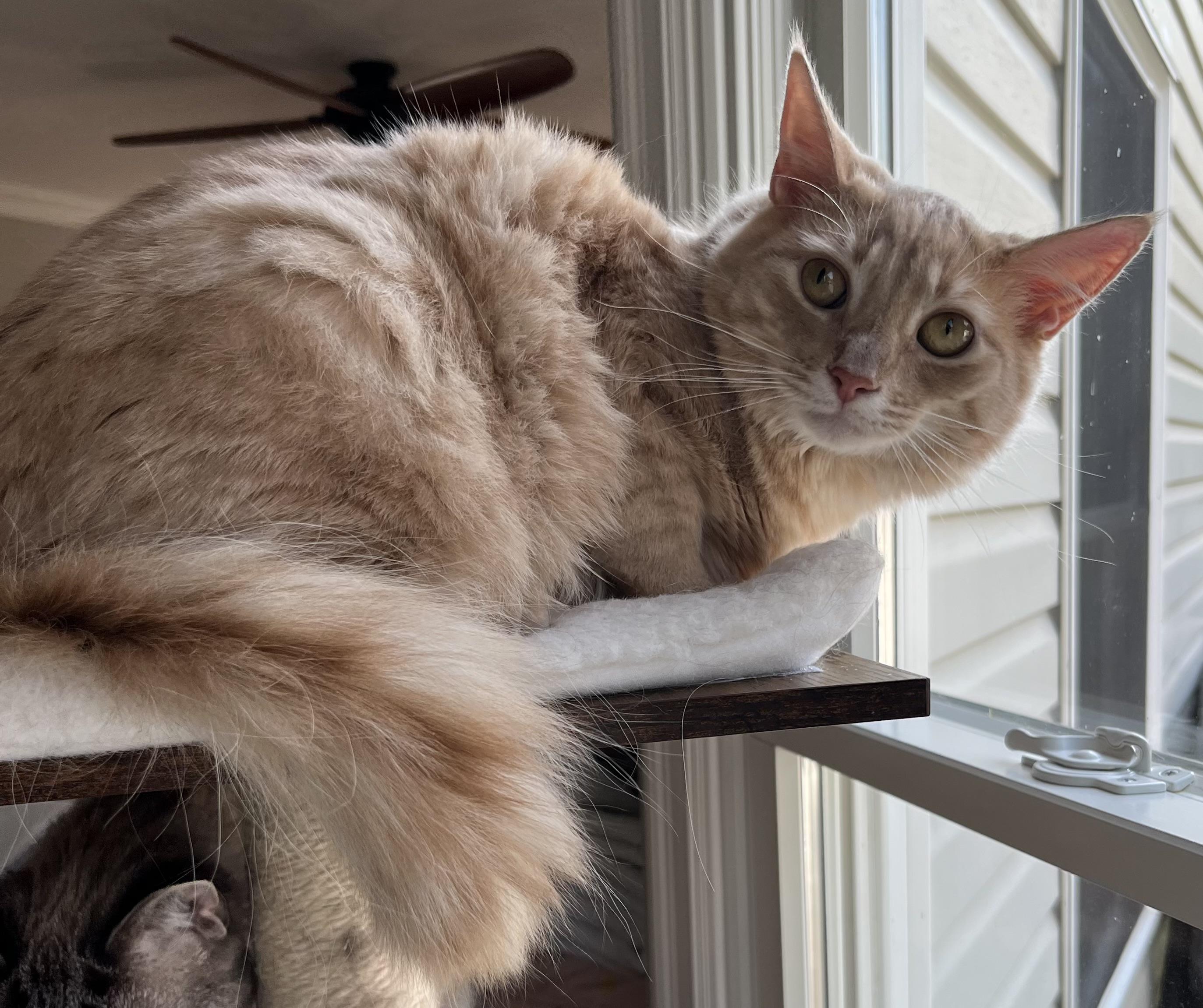 Enlarge Honey, a Adoptable Domestic Long Hair in Allentown, NJ image 4/6