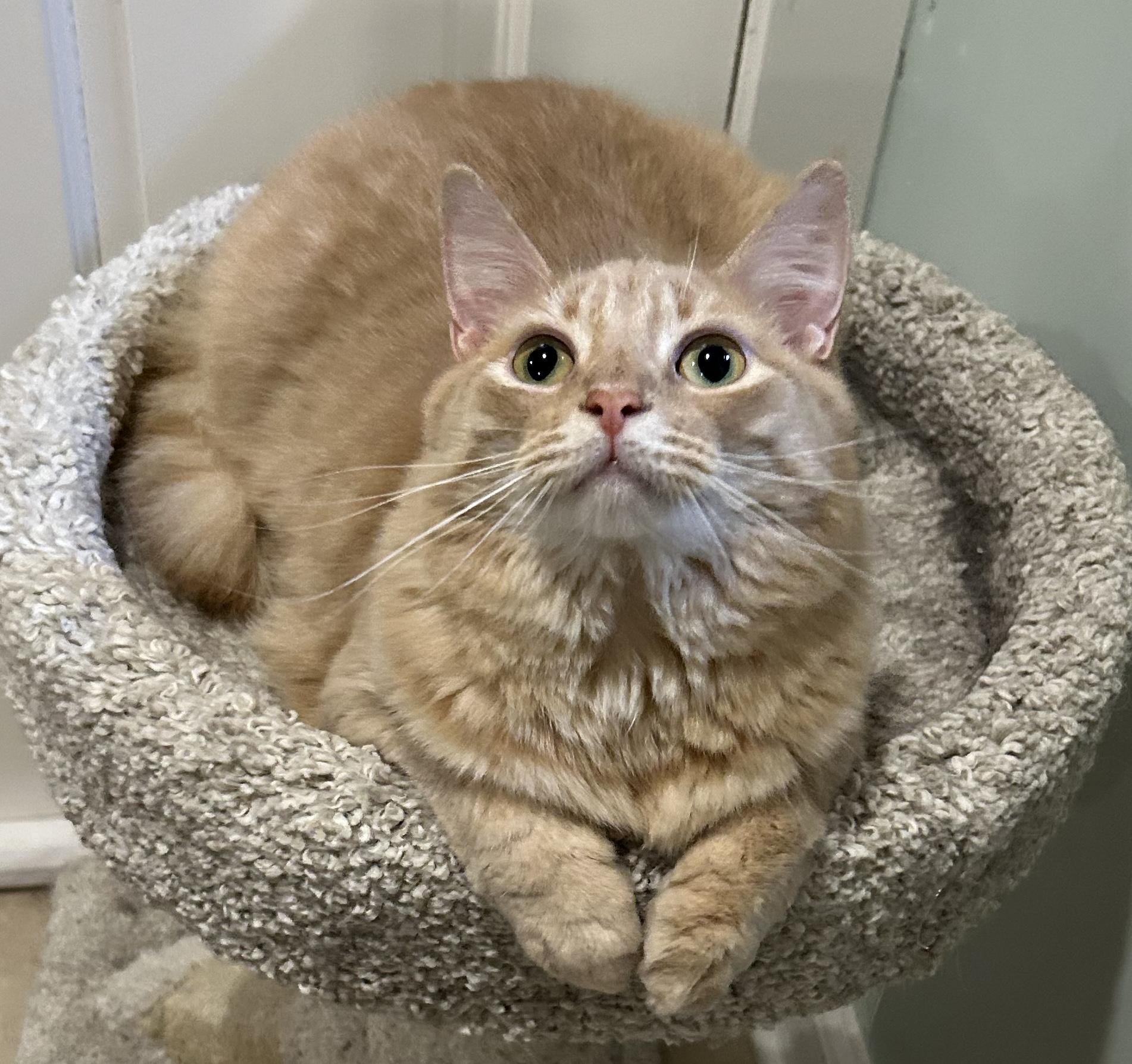Enlarge Honey, a Adoptable Domestic Long Hair in Allentown, NJ image 5/6