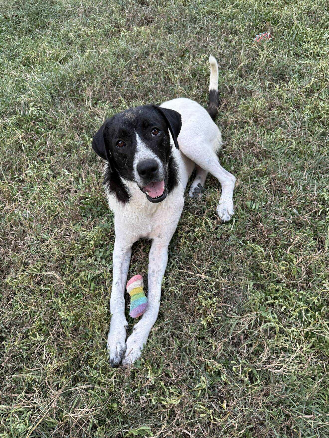 Lillie, Adopted, Young Female English Pointer.