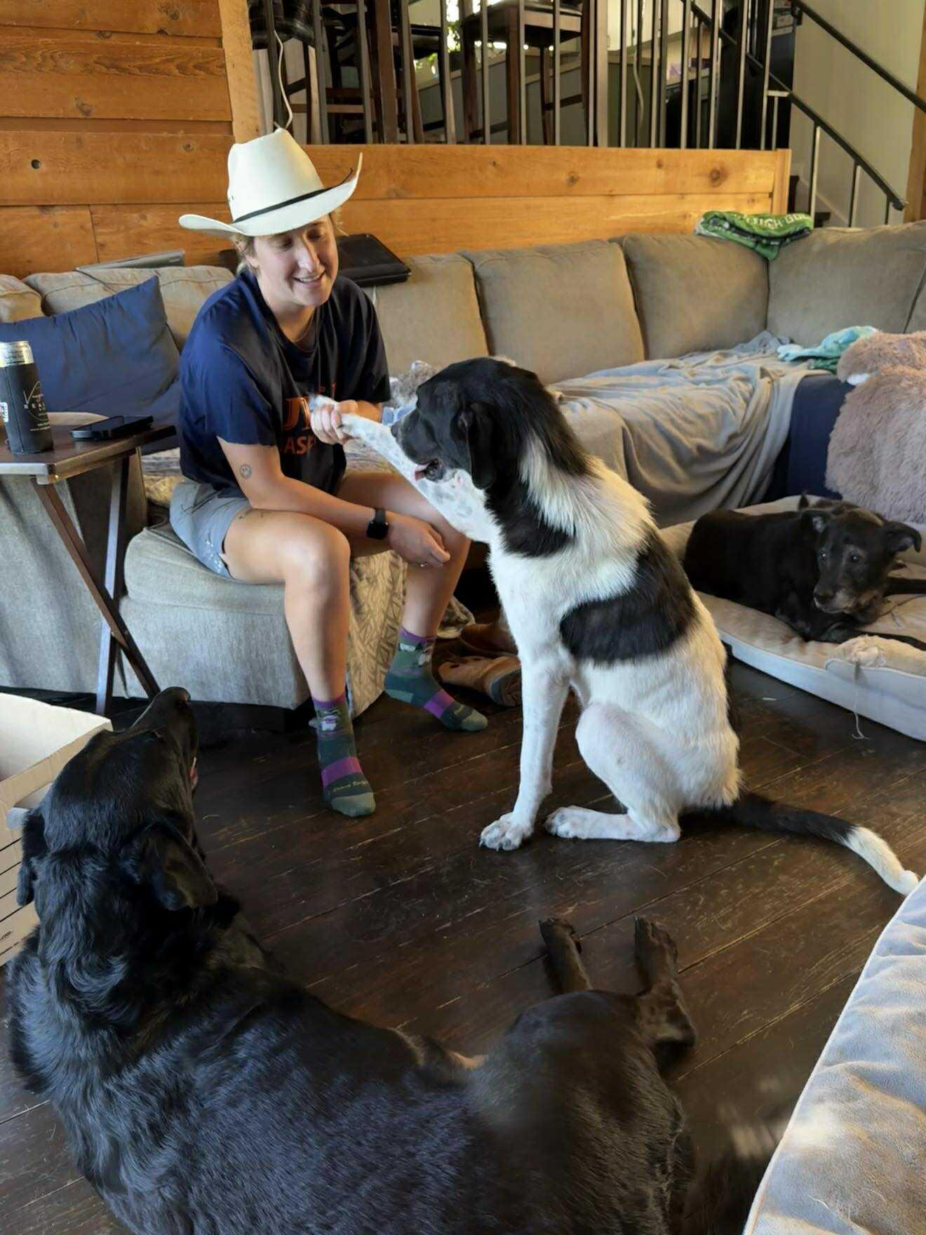 Lillie, a Adopted English Pointer in Orange Grove, TX image 2/3