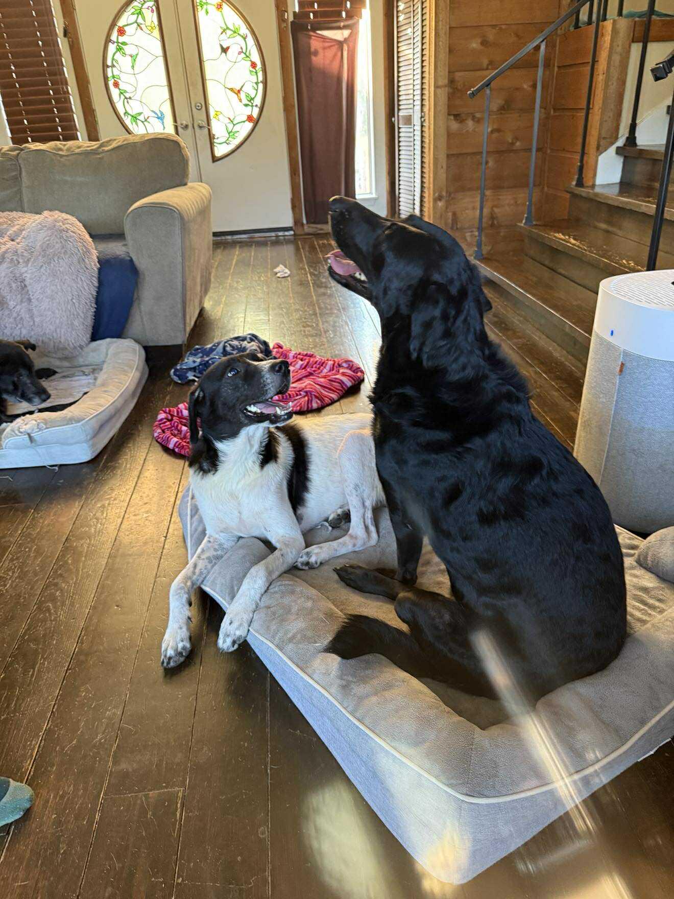 Lillie, a Adopted English Pointer in Orange Grove, TX image 3/3