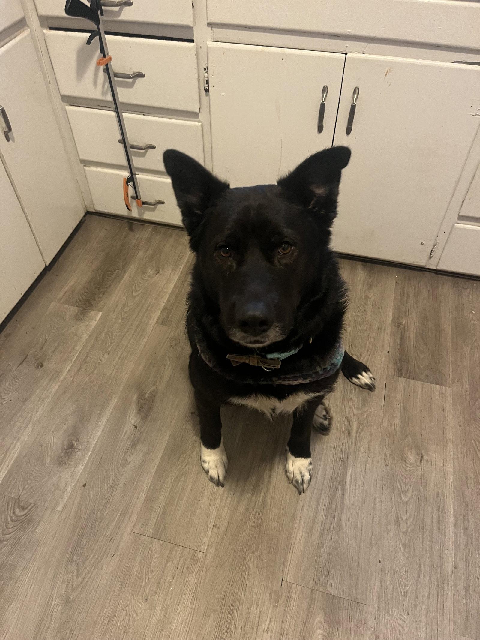 Eliza, Adoptable, Adult Female Shepherd.