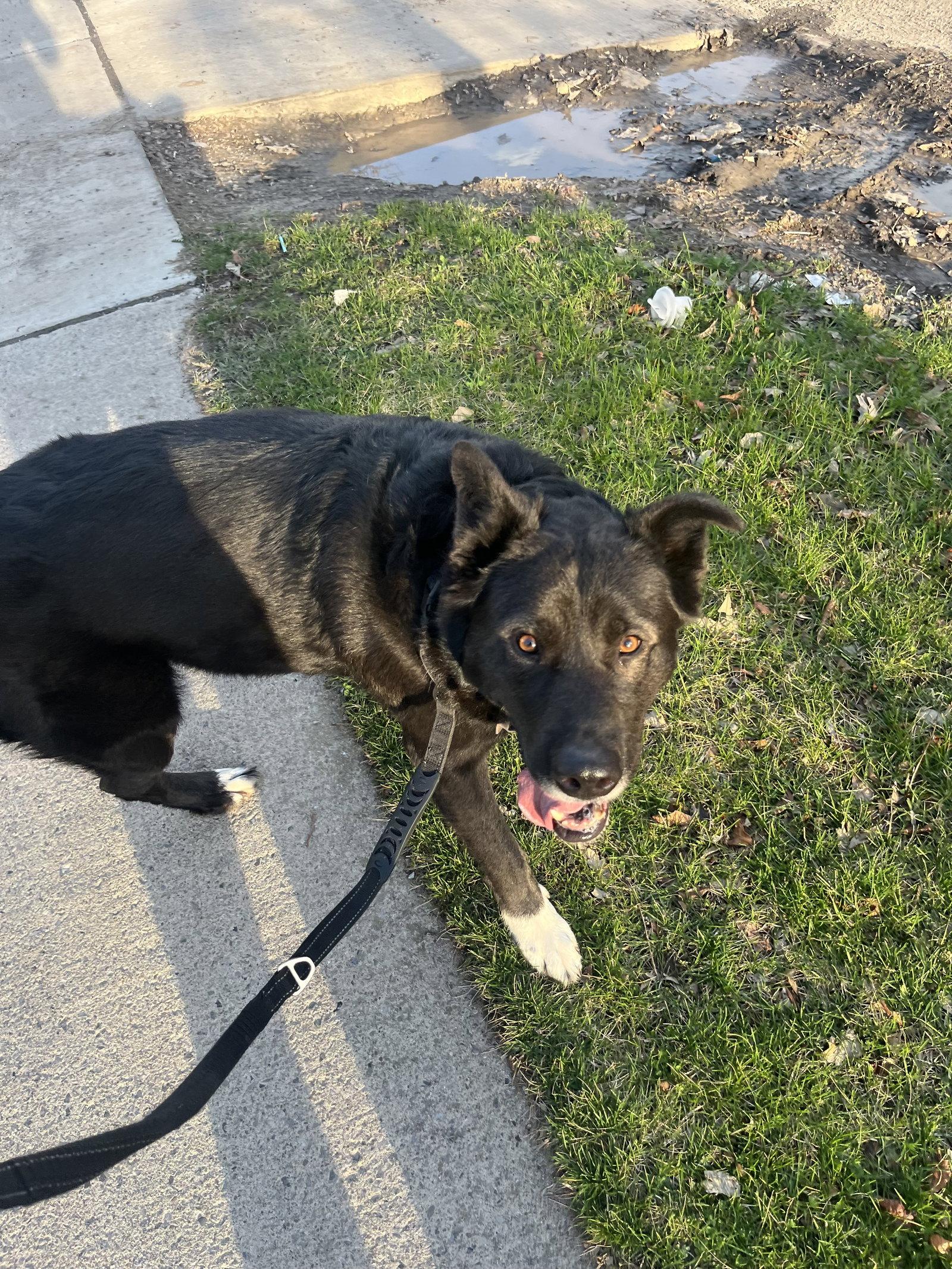 Eliza, a Adoptable Shepherd in Tonawanda, NY image 2/3