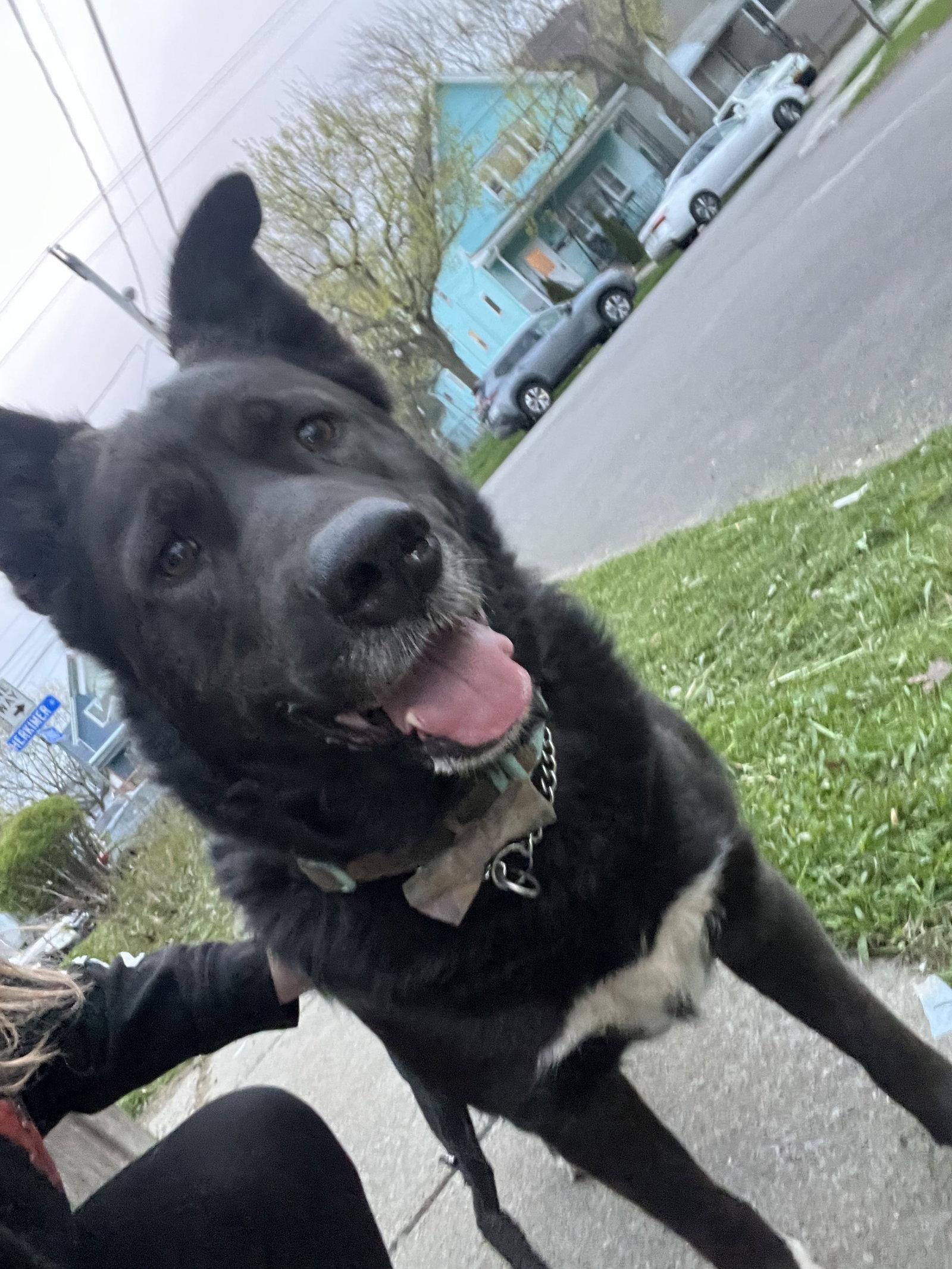 Eliza, a Adoptable Shepherd in Tonawanda, NY image 3/3