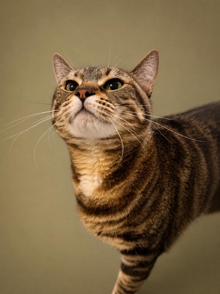 Punky, a Adoptable mixed breed in Keizer, OR image 1/5