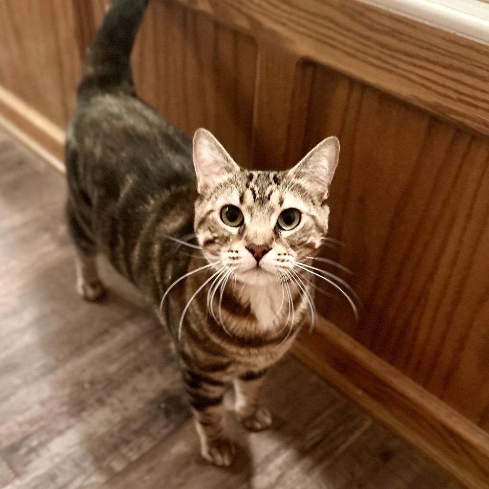 Enlarge Punky, a Adoptable mixed breed in Keizer, OR image 1/4