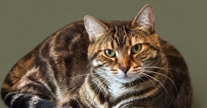 Punky, a Adoptable mixed breed in Keizer, OR image 2/5