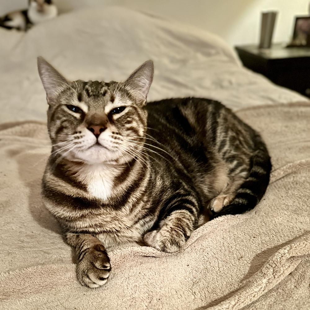 Enlarge Punky, a Adoptable mixed breed in Keizer, OR image 4/4