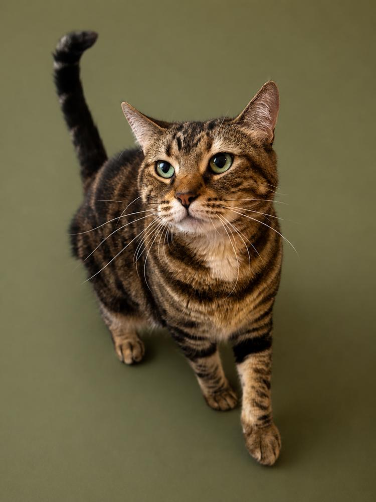 Punky, a Adoptable mixed breed in Keizer, OR image 5/5