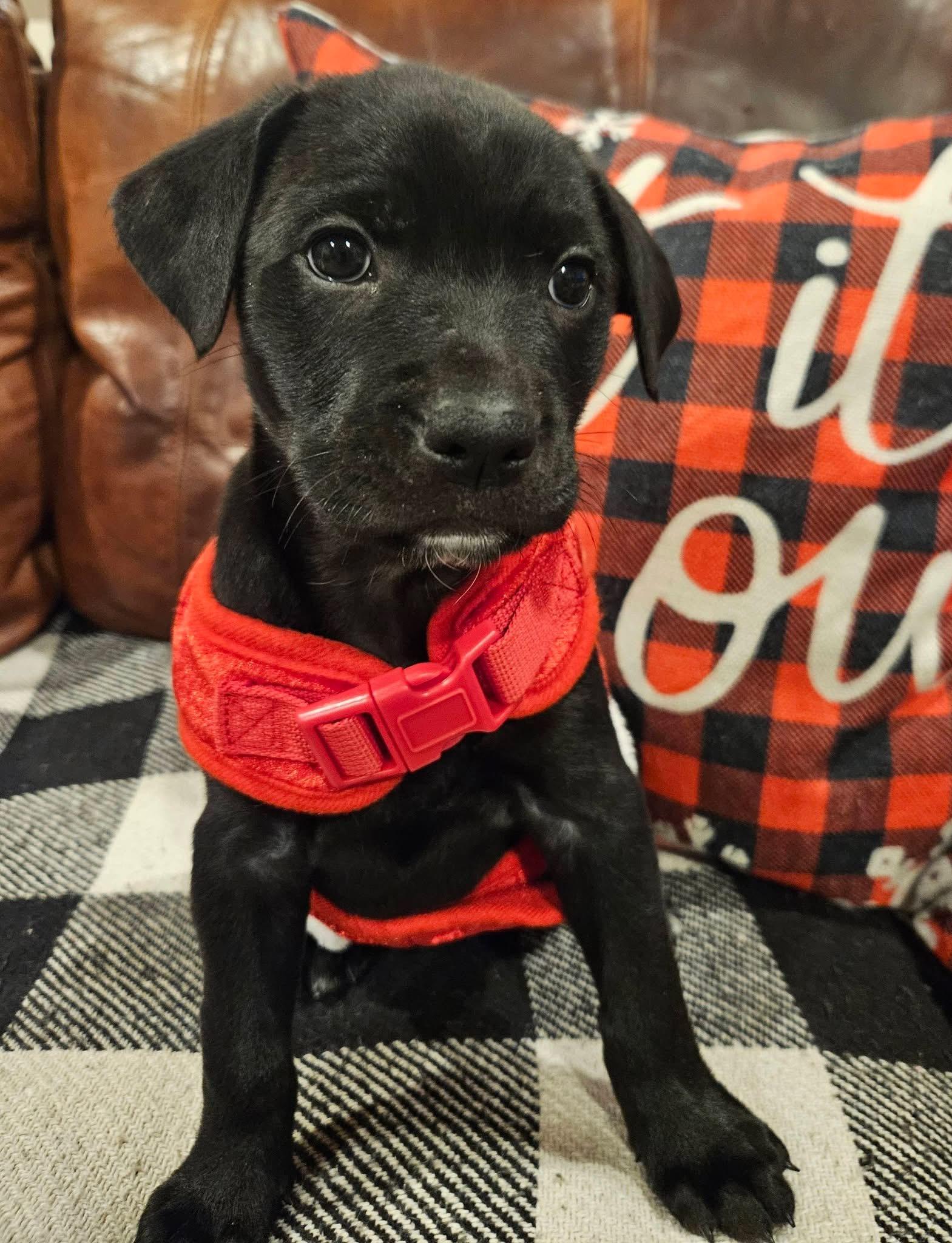 Darla, Adoptable, Puppy Female Golden Retriever & Labrador Retriever.