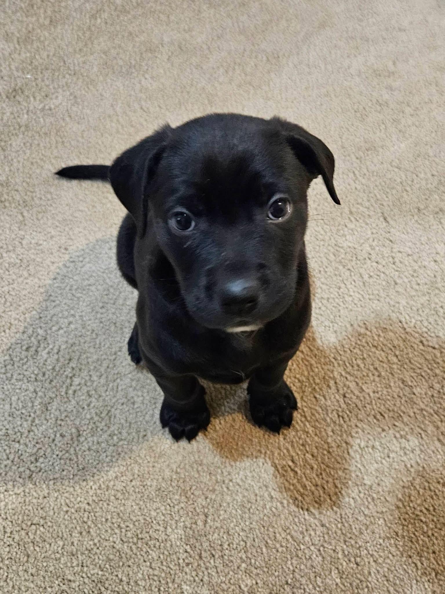 Enlarge Darla, a Adoptable mixed breed in Berlin, NJ image 2/3