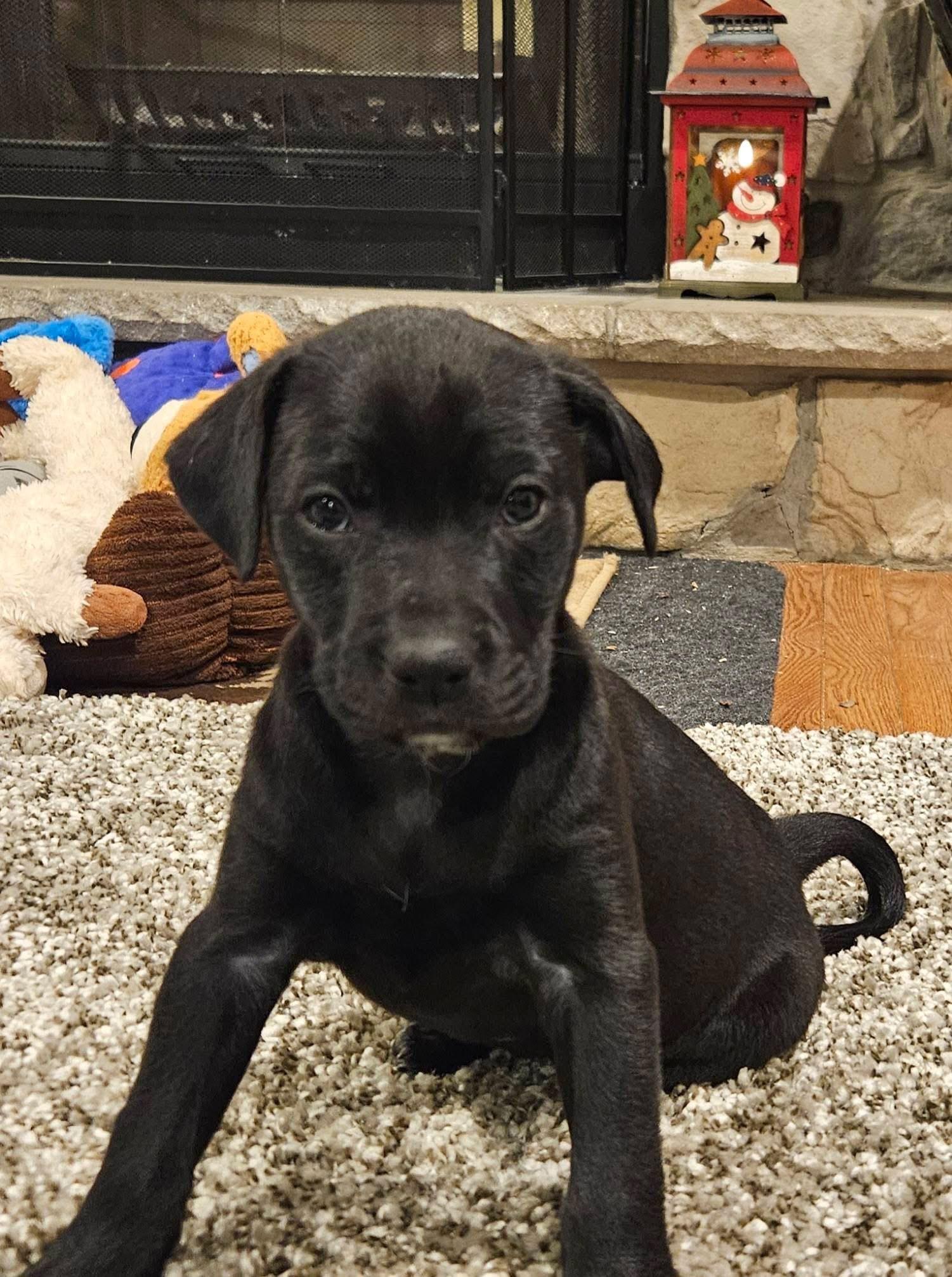 Enlarge Darla, a Adoptable mixed breed in Berlin, NJ image 3/3