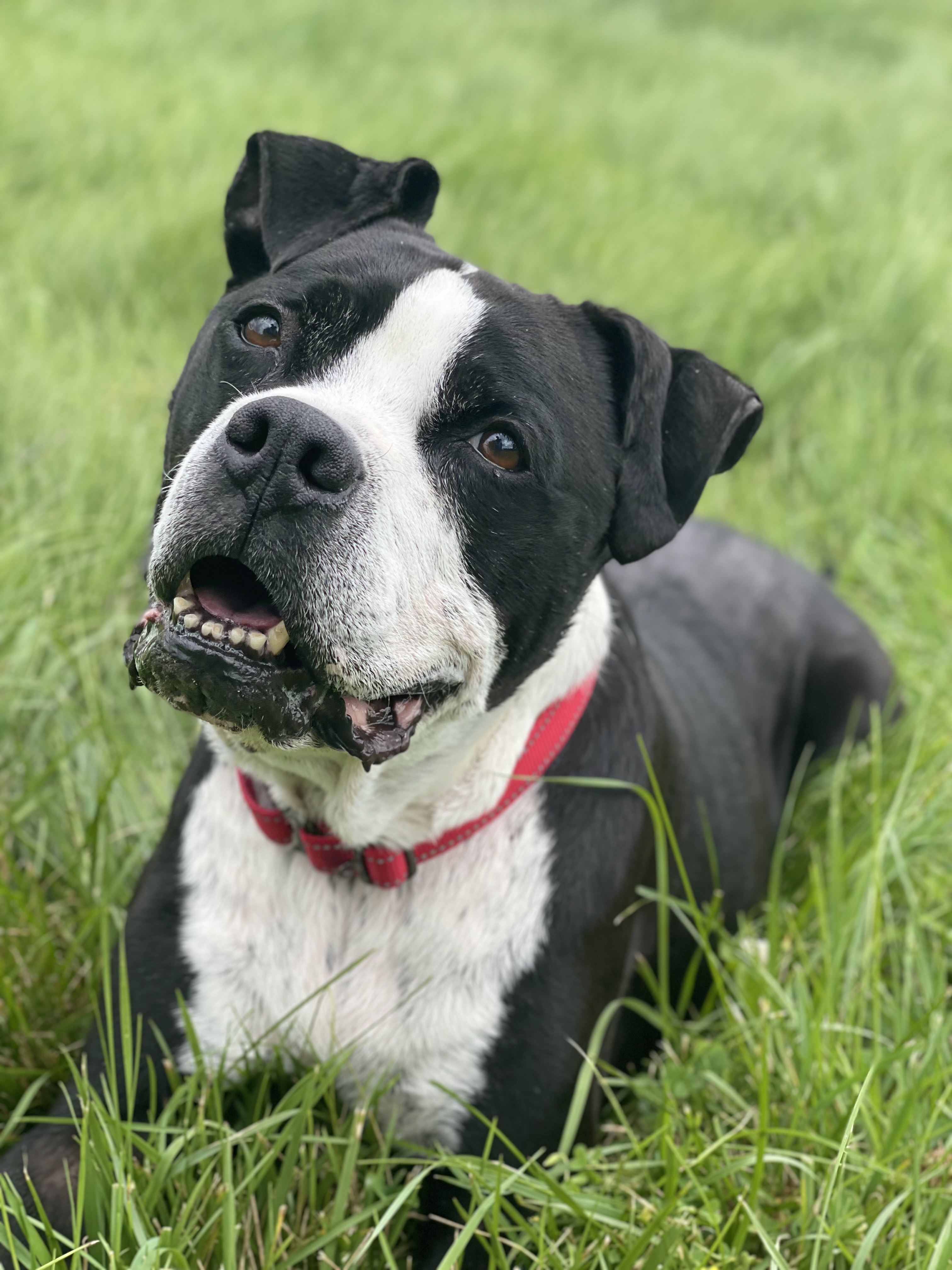 Enlarge Bismarck, a Adoptable mixed breed in Lake Odessa, MI image 1/12