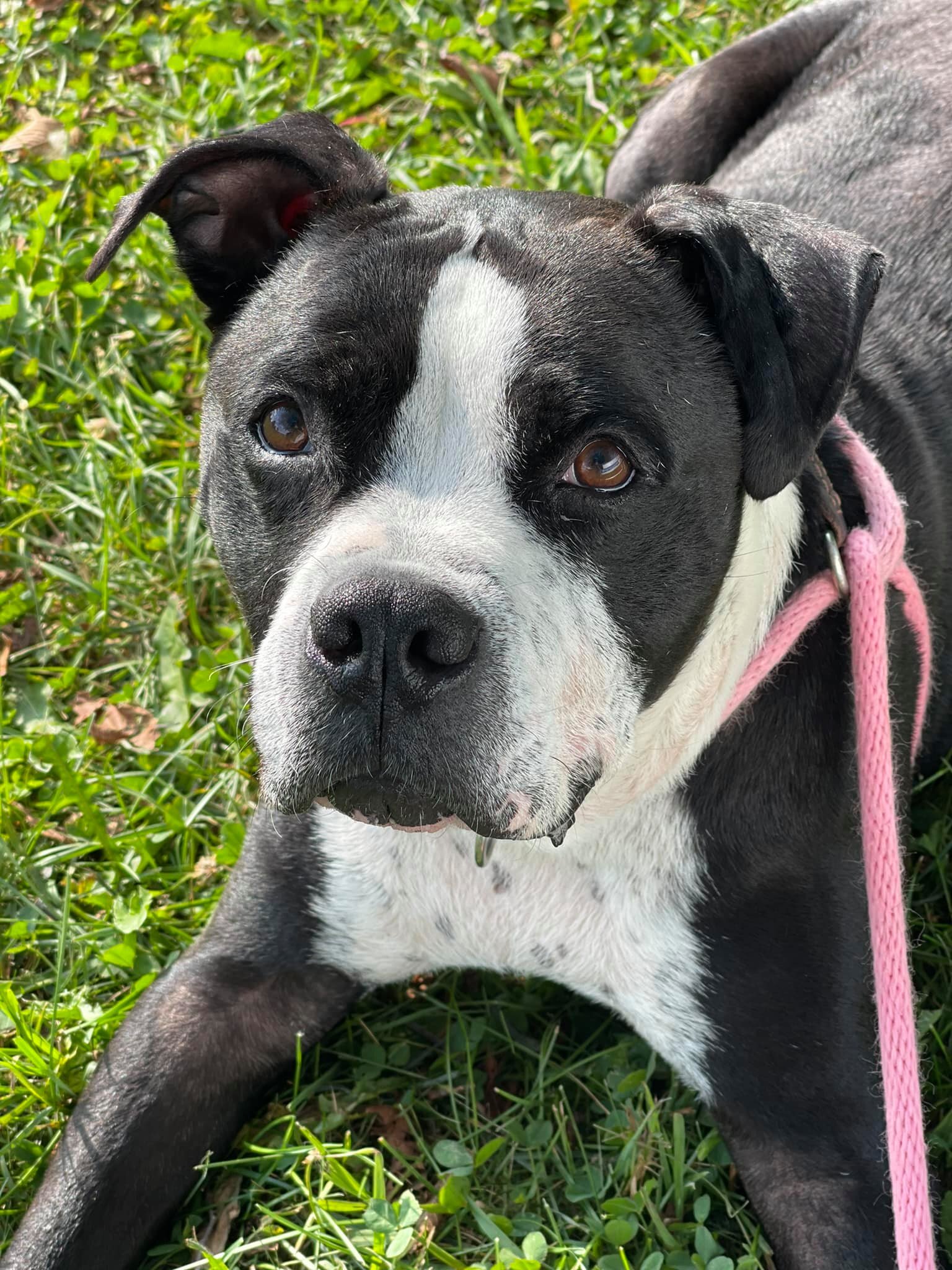 Enlarge Bismarck, a Adoptable mixed breed in Lake Odessa, MI image 10/12