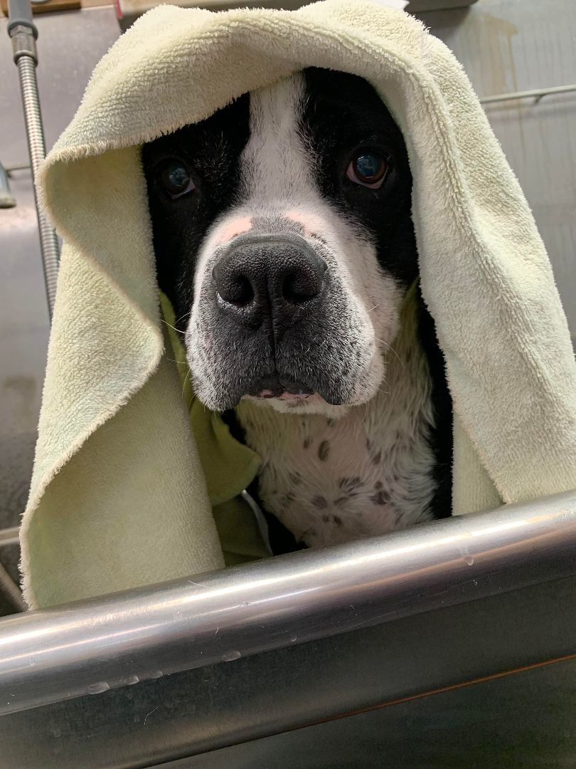 Enlarge Bismarck, a Adoptable mixed breed in Lake Odessa, MI image 8/12