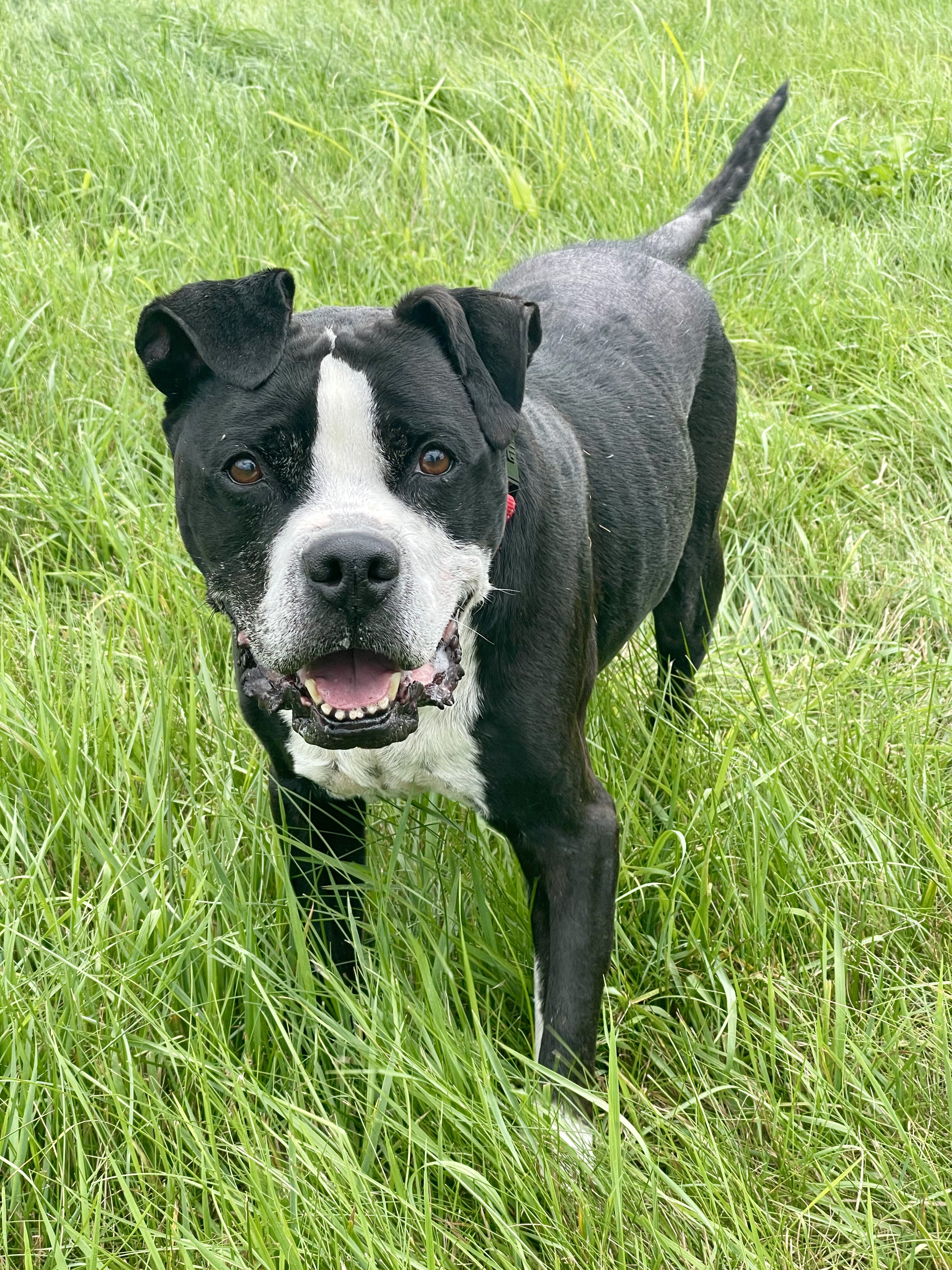 Enlarge Bismarck, a Adoptable mixed breed in Lake Odessa, MI image 9/12