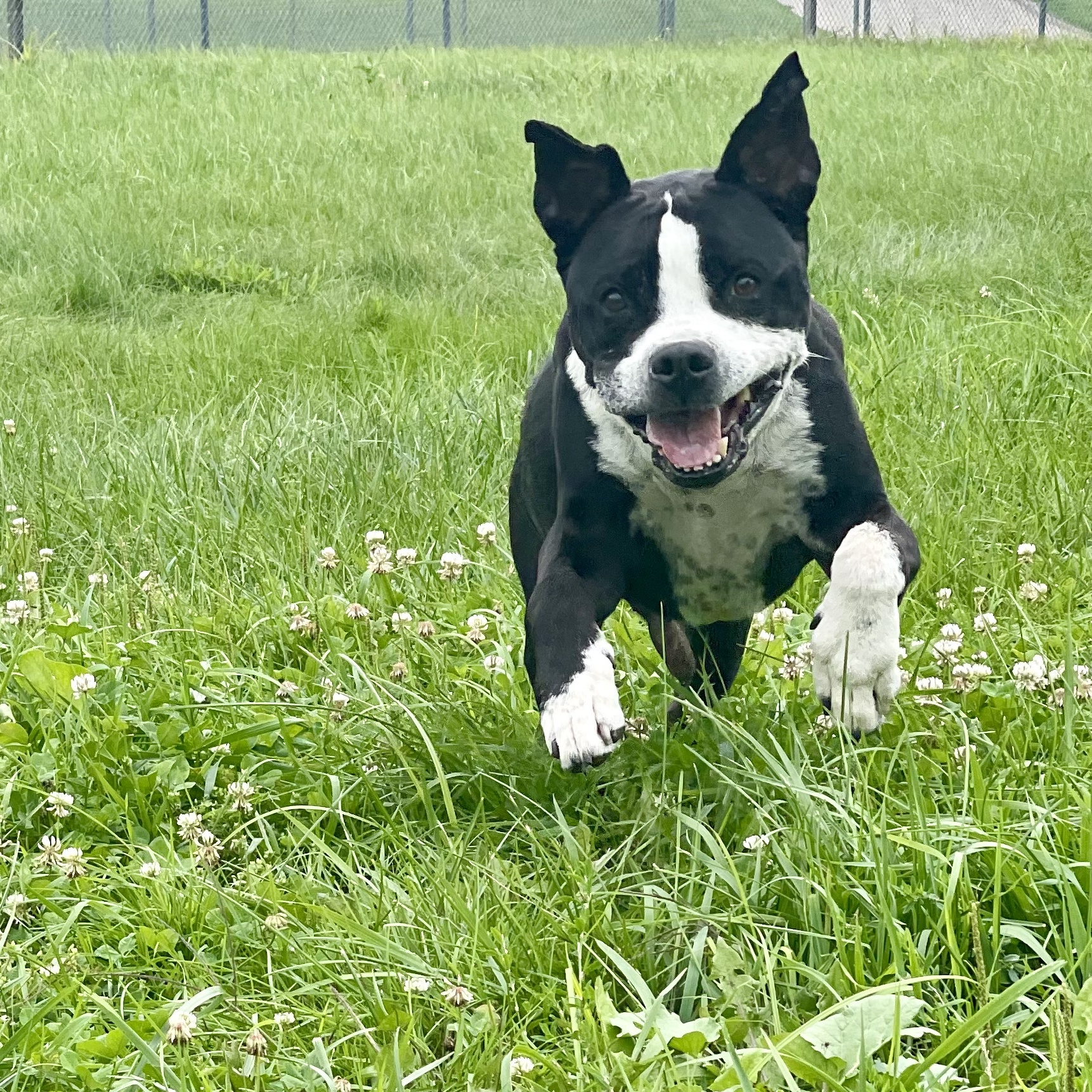 Enlarge Bismarck, a Adoptable mixed breed in Lake Odessa, MI image 12/12