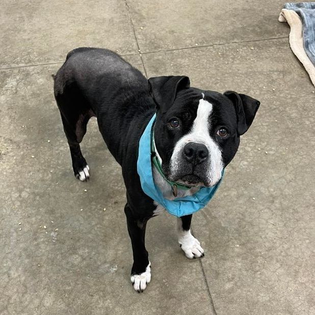 Enlarge Bismarck, a Adoptable mixed breed in Lake Odessa, MI image 11/12