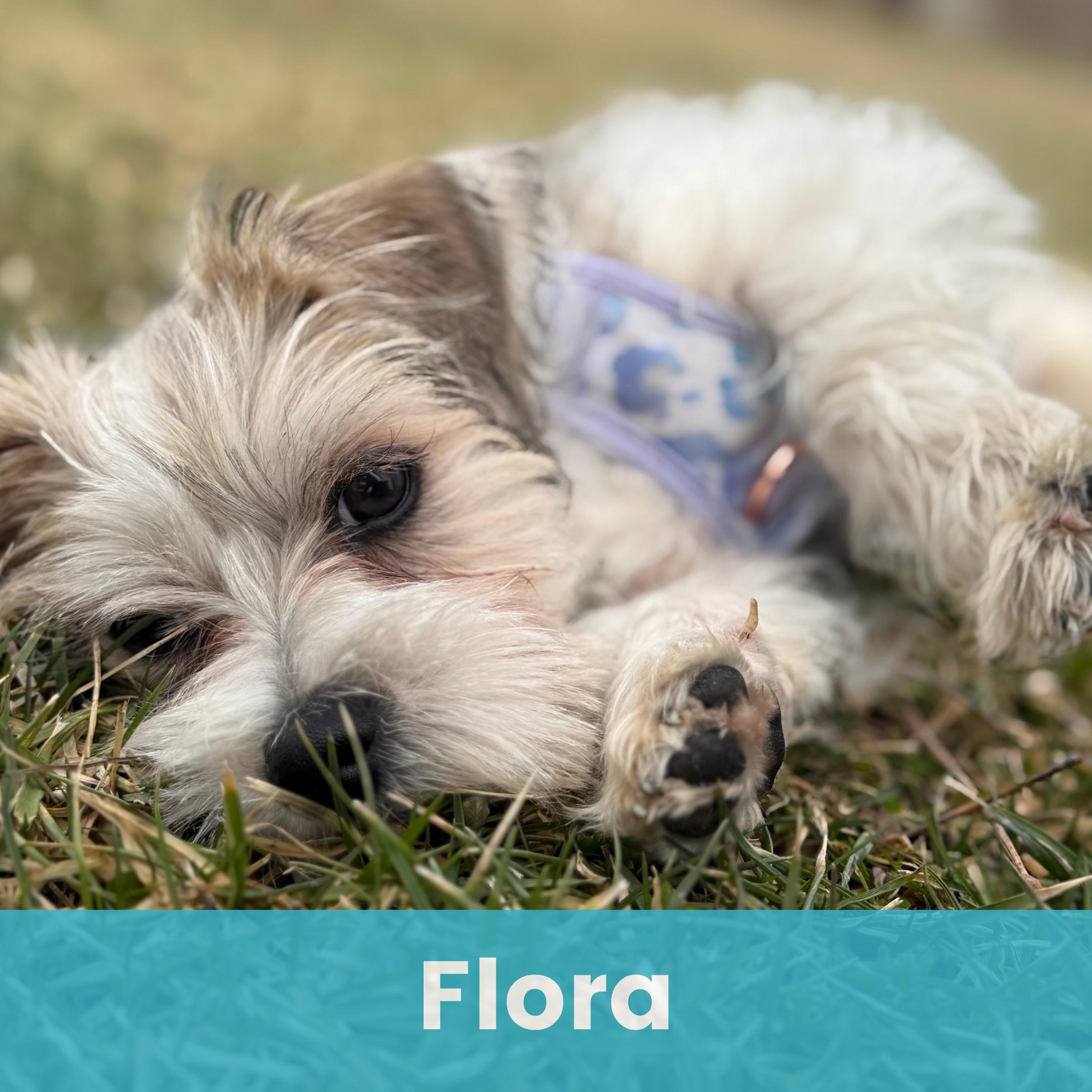 Enlarge Flora, a ADOPTABLE Mixed Breed in Rochester , NY image 1/6