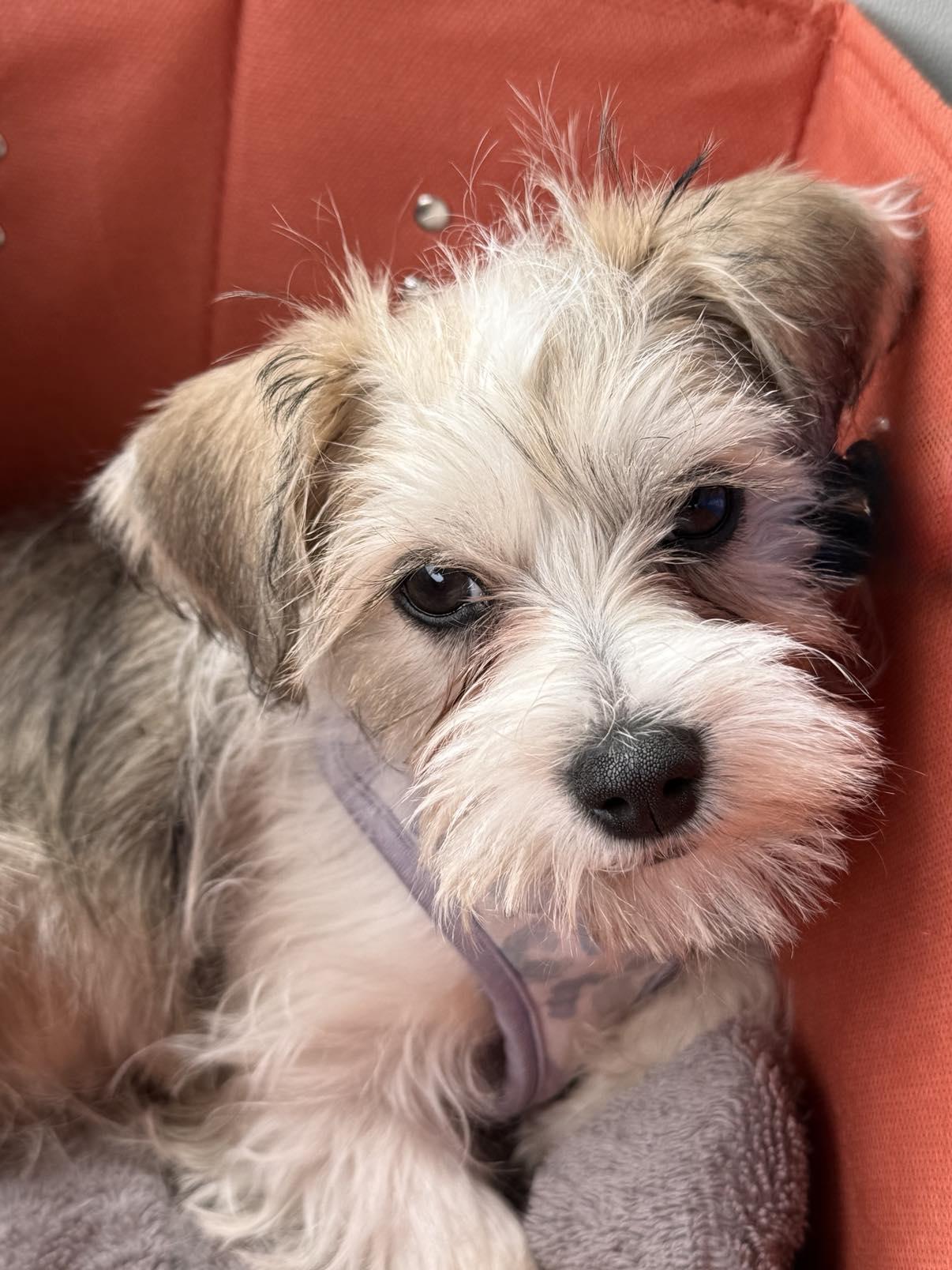 Enlarge Flora, a ADOPTABLE Mixed Breed in Rochester , NY image 5/6