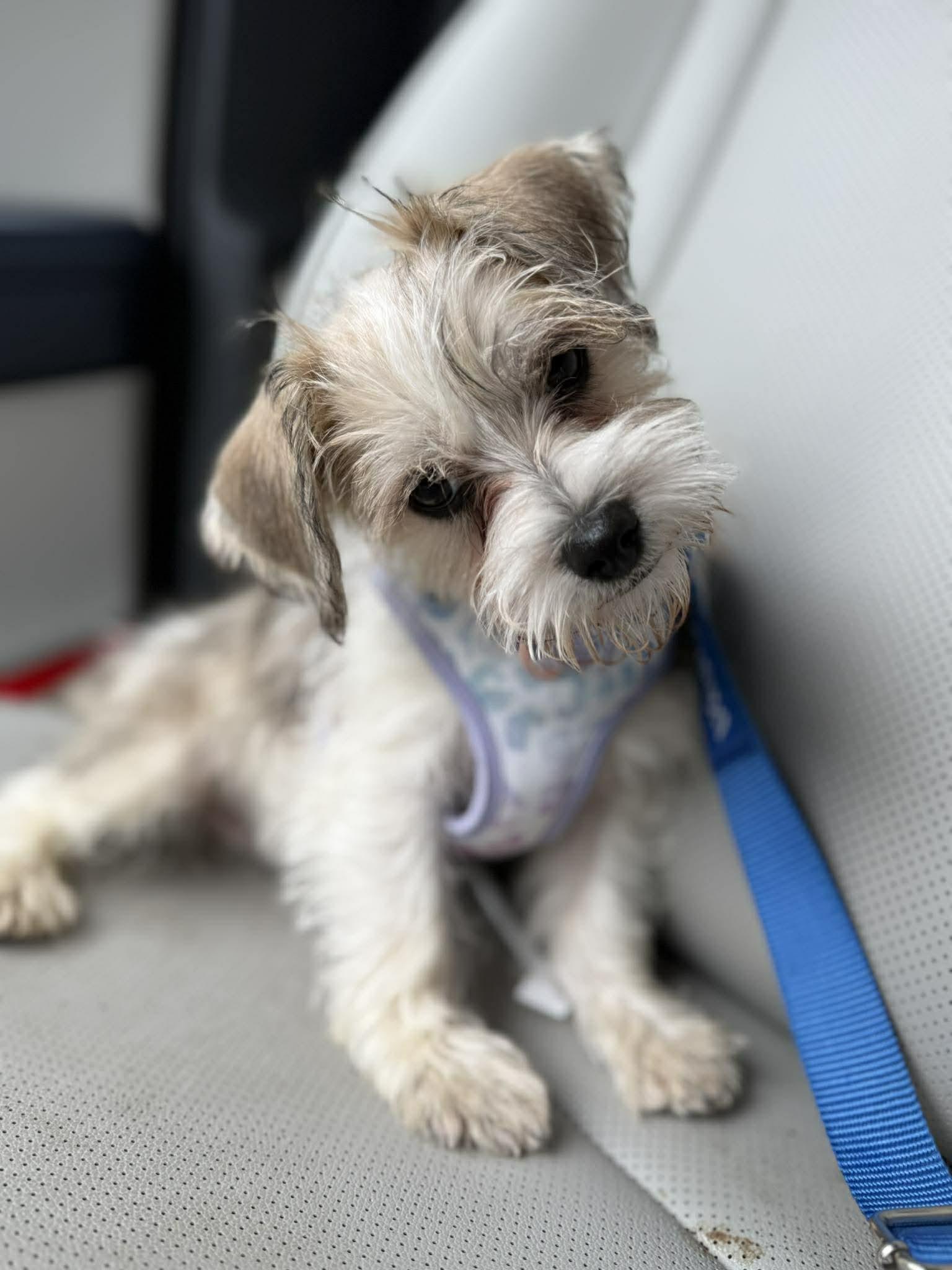 Enlarge Flora, a ADOPTABLE Mixed Breed in Rochester , NY image 4/6