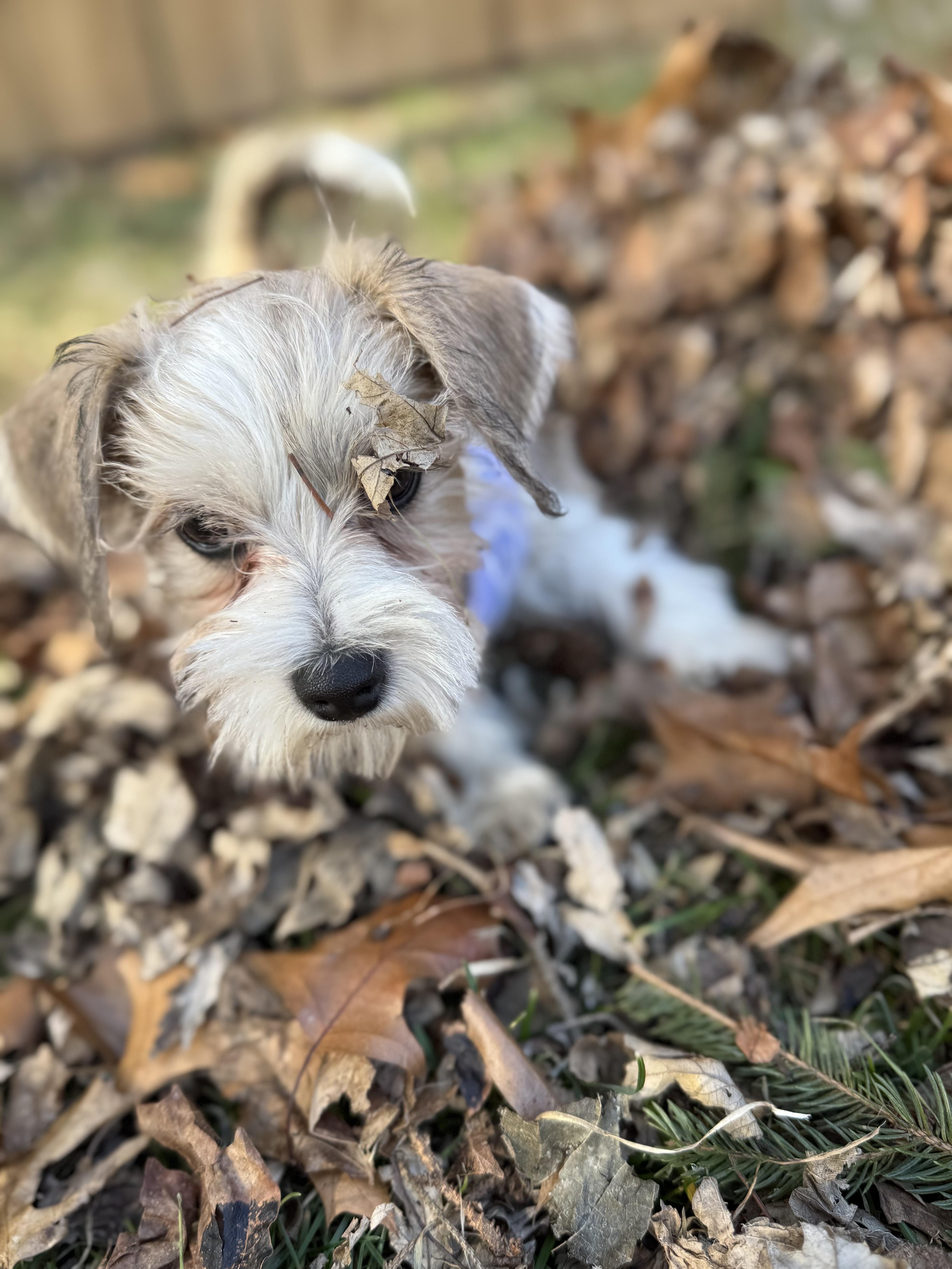 Enlarge Flora, a ADOPTABLE Mixed Breed in Rochester , NY image 3/6