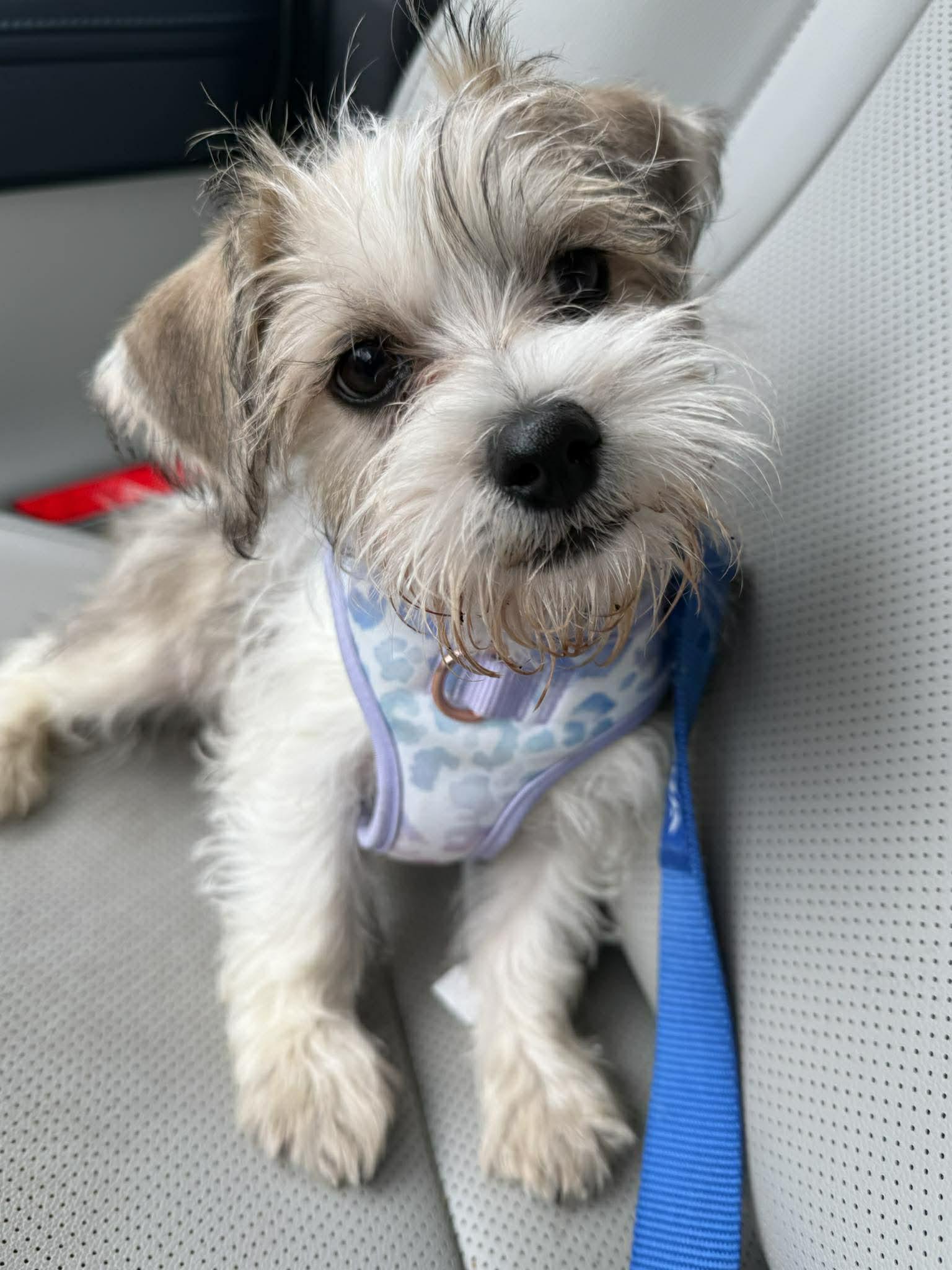 Enlarge Flora, a ADOPTABLE Mixed Breed in Rochester , NY image 2/6