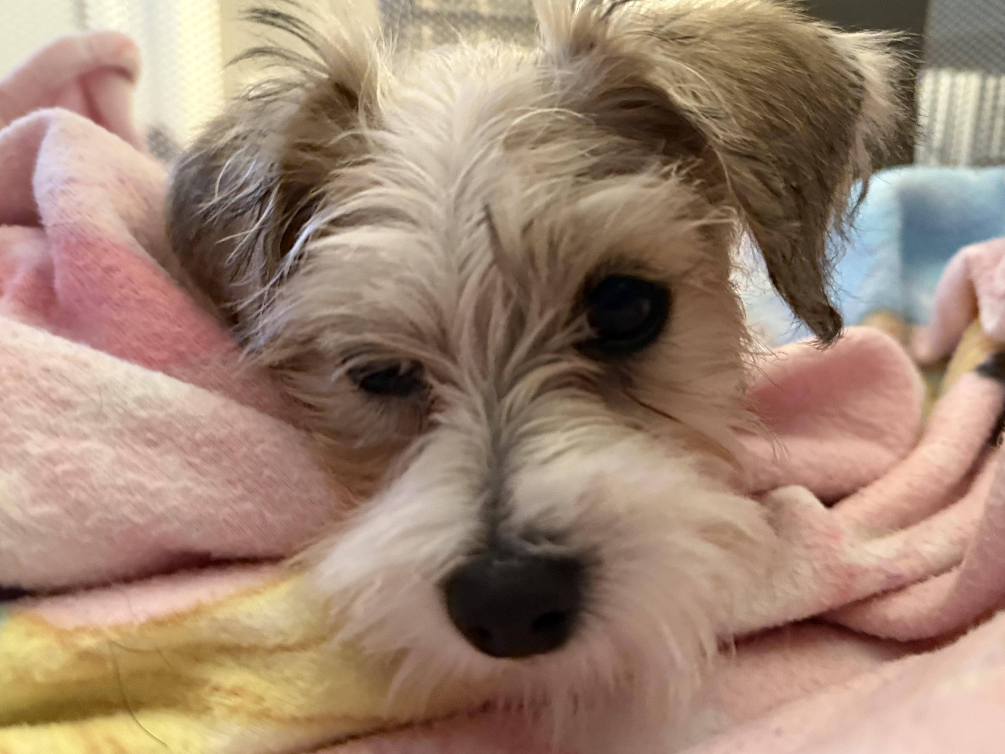 Enlarge Flora, a ADOPTABLE Mixed Breed in Rochester , NY image 6/6