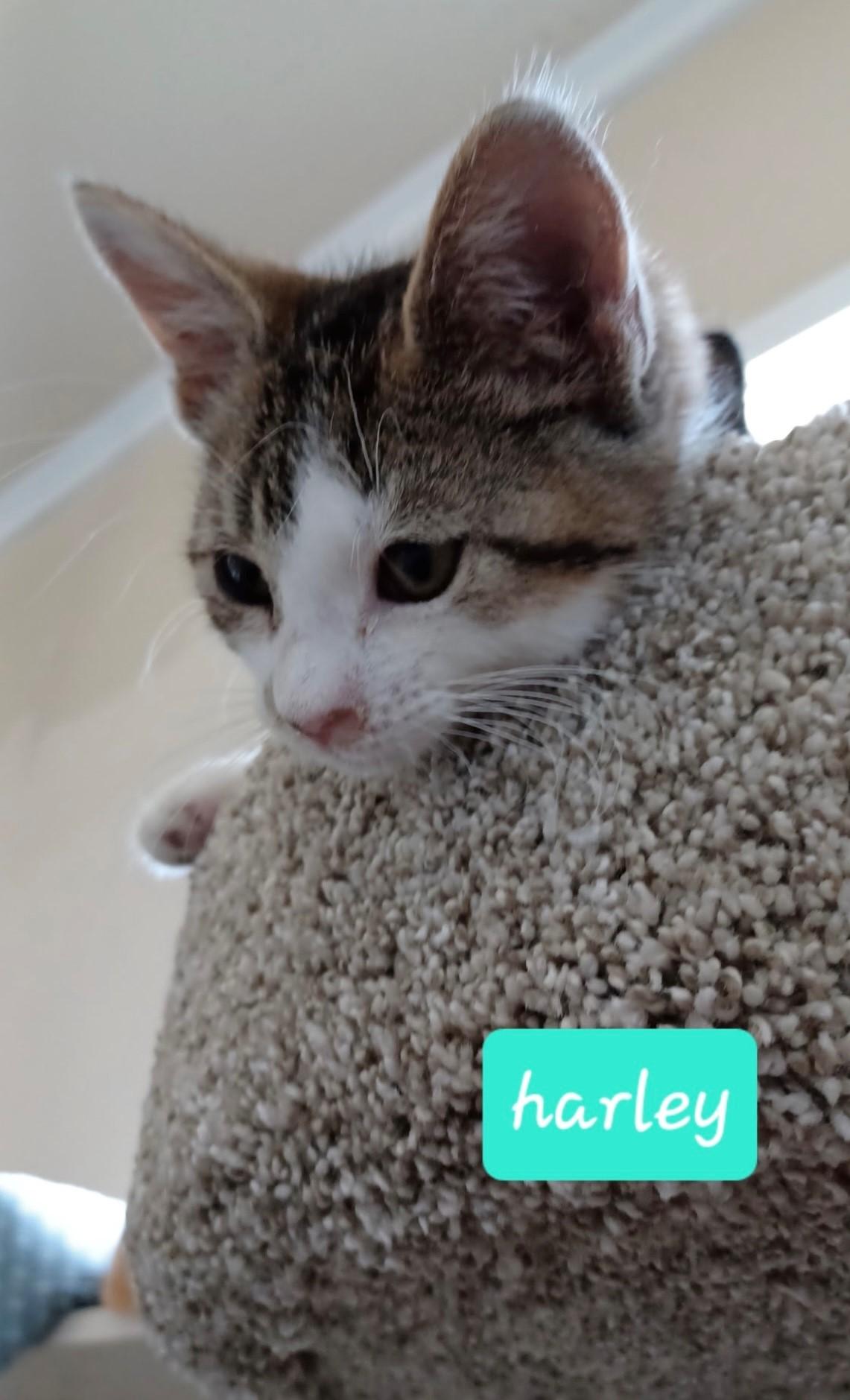 Harley, a Adoptable Domestic Short Hair in Walworth, WI image 3/3