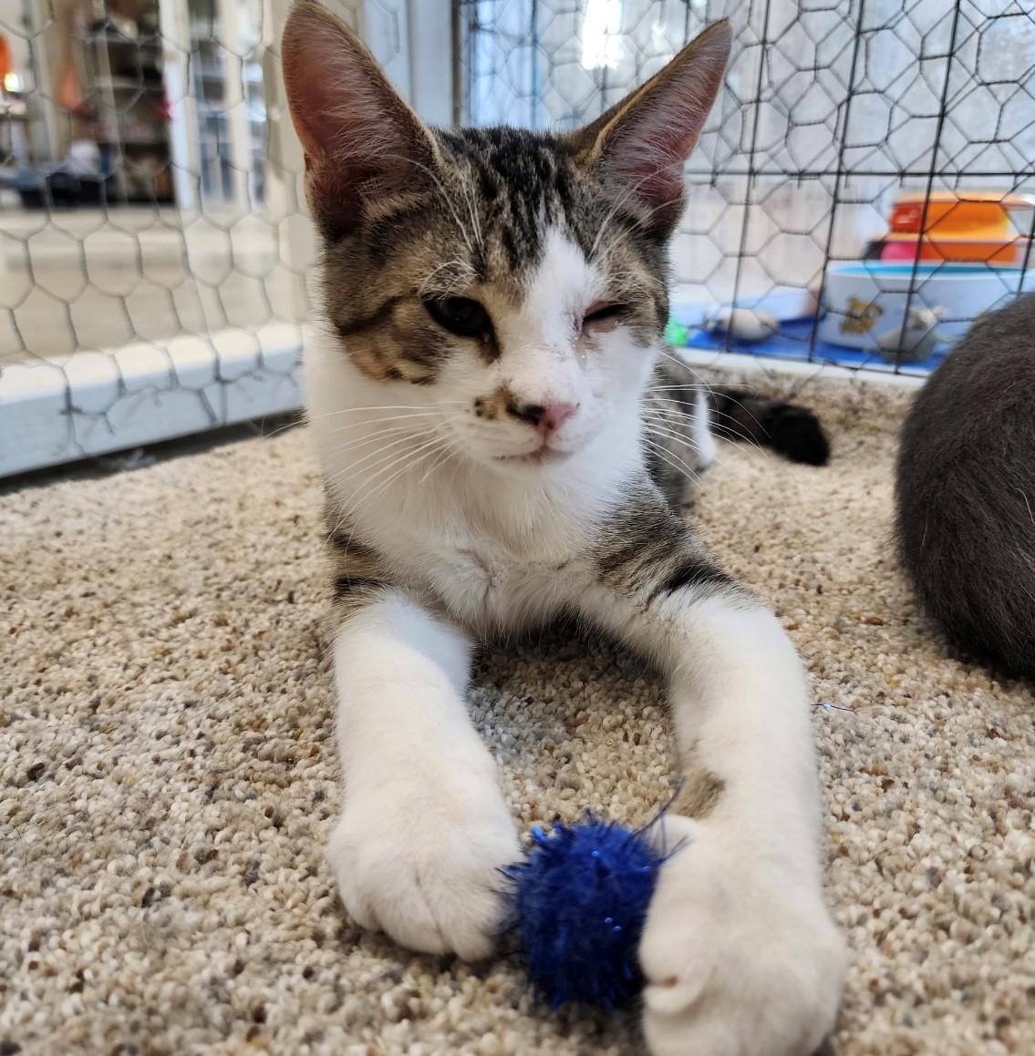 Harley, a Adoptable Domestic Short Hair in Walworth, WI image 2/3