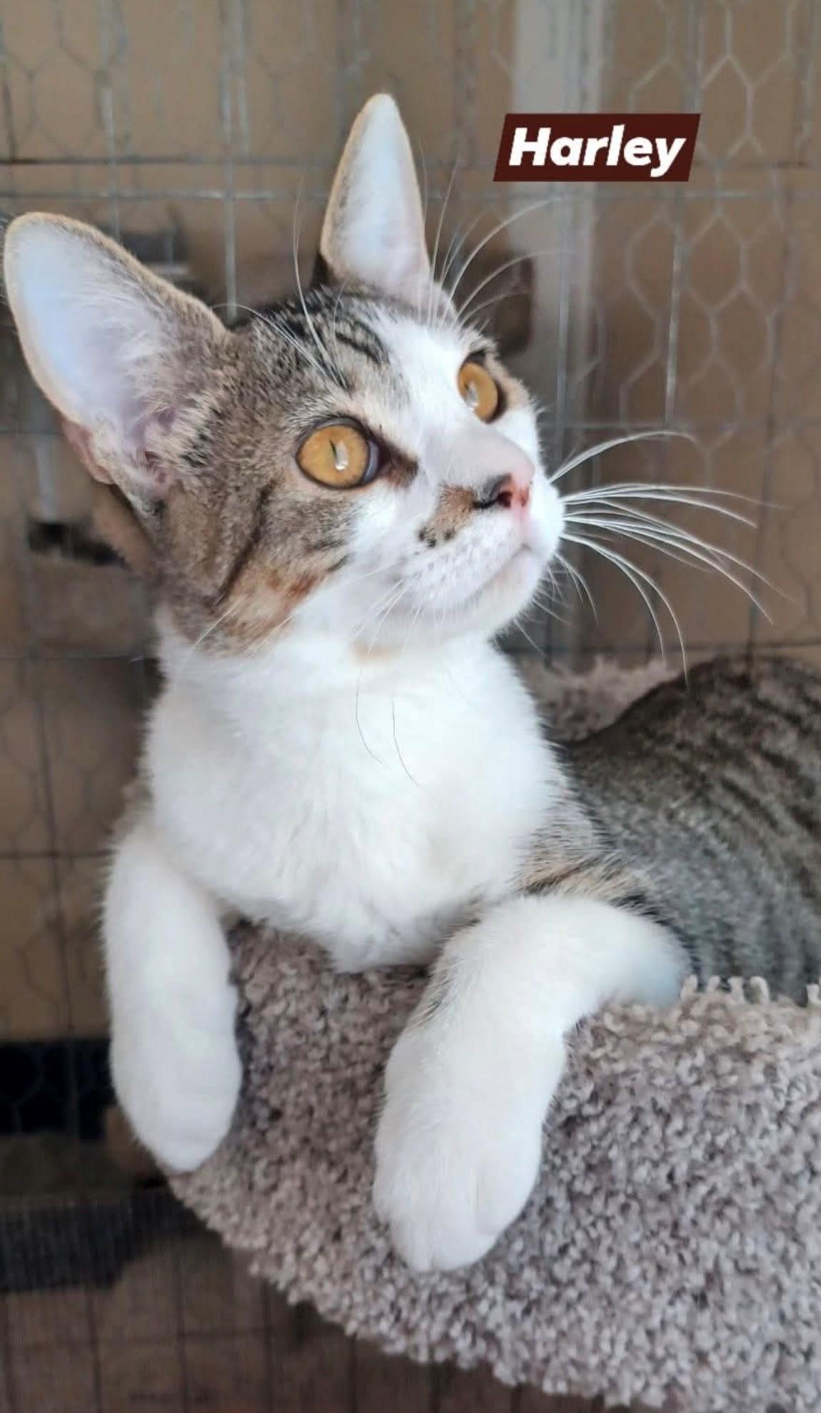 Harley, a Adoptable Domestic Short Hair in Walworth, WI image 1/3