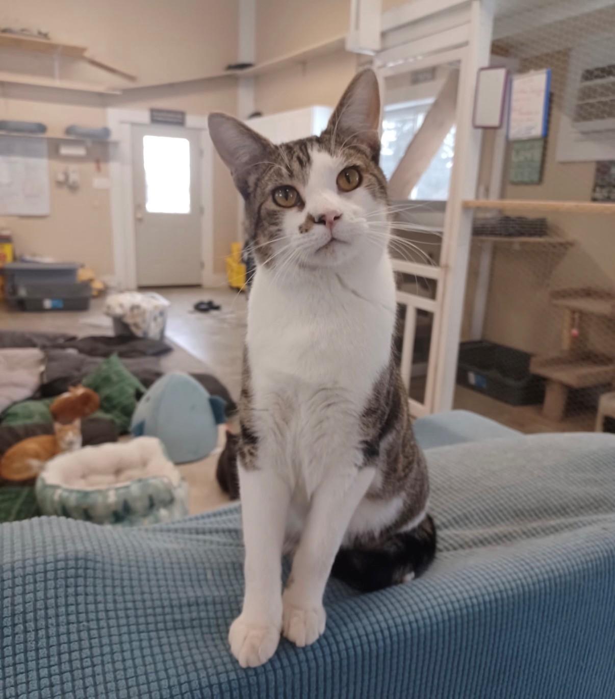 Harley, Adoptable, Kitten Male Domestic Short Hair.