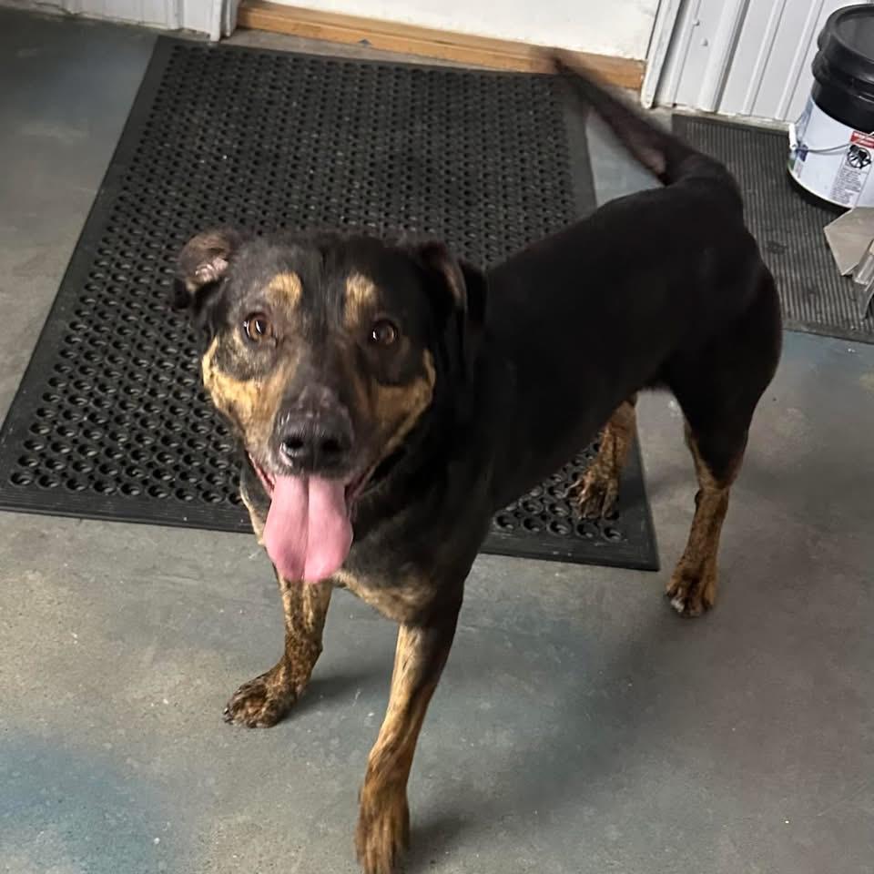 Enlarge Willie, a ADOPTABLE mixed breed in Baudette, MN image 1/2