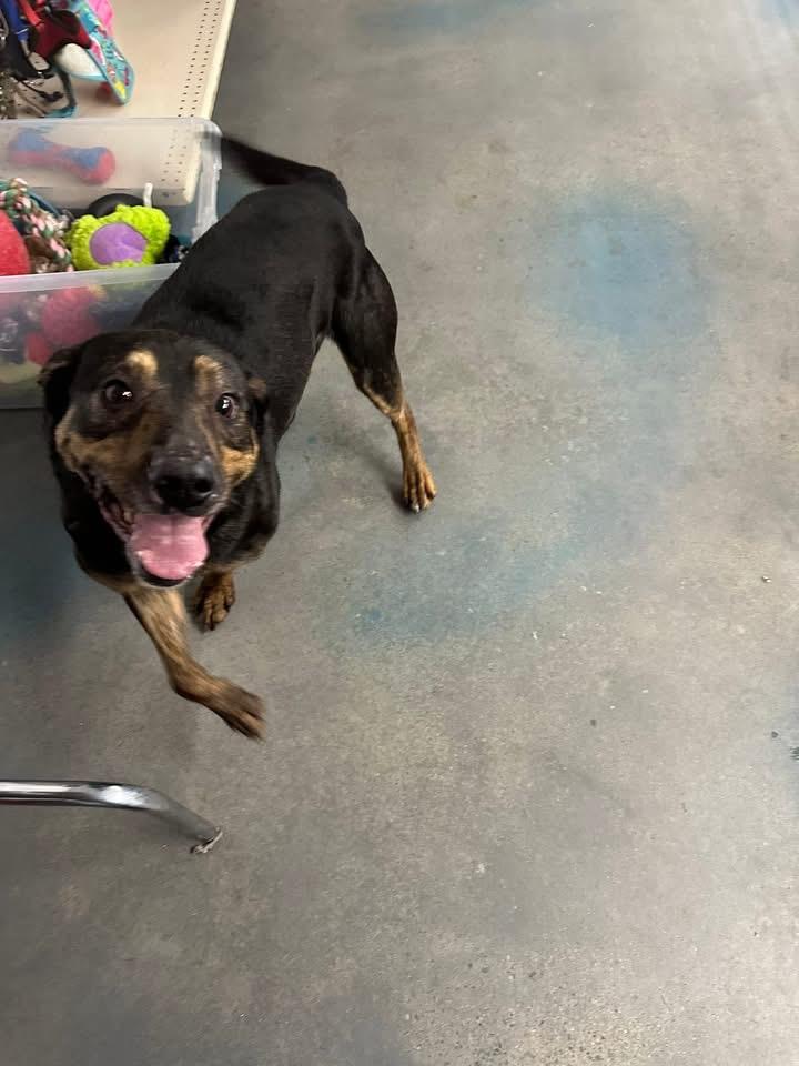 Enlarge Willie, a ADOPTABLE mixed breed in Baudette, MN image 2/2