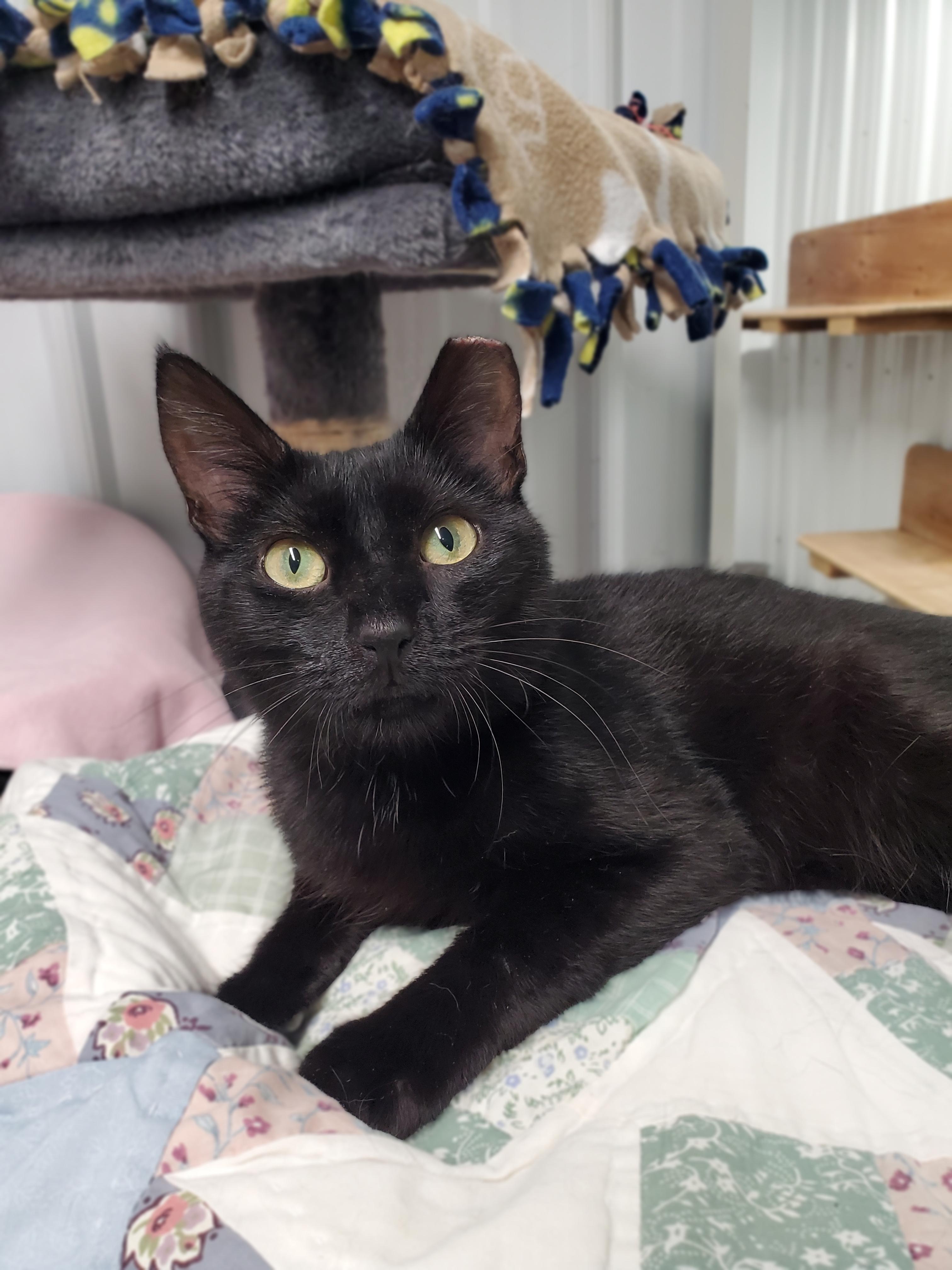 Enlarge Gideon, a Adoptable Domestic Short Hair in Marseilles, IL image 2/3