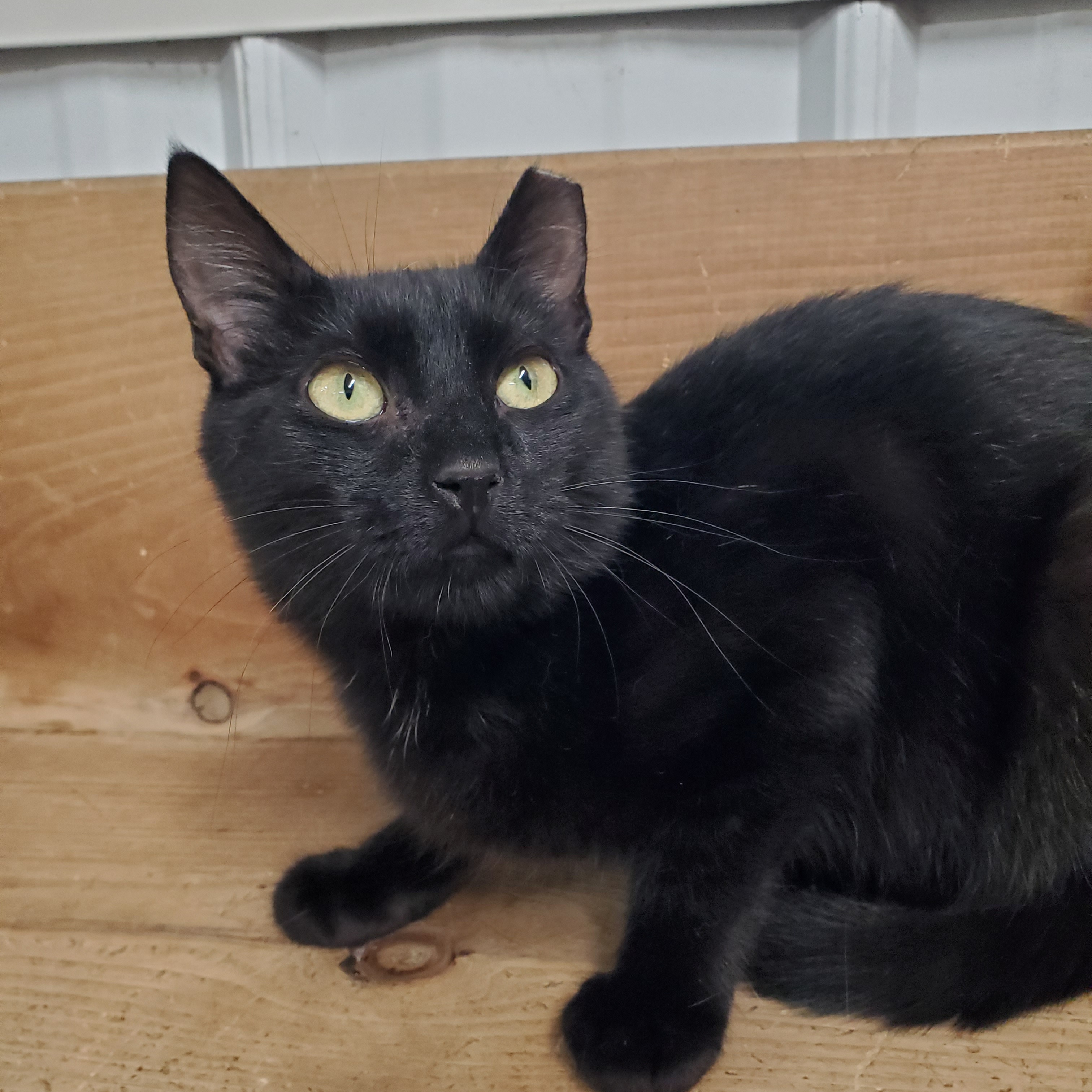 Enlarge Gideon, a Adoptable Domestic Short Hair in Marseilles, IL image 3/3