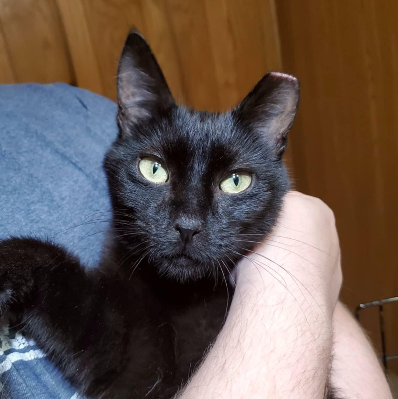 Enlarge Gideon, a Adoptable Domestic Short Hair in Marseilles, IL image 1/3