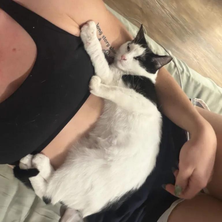 Enlarge Rocky, a Adoptable Domestic Short Hair in Cleveland Heights, OH image 1/3
