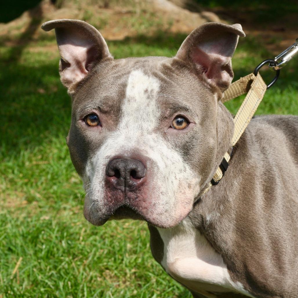 Enlarge Freckles, a Adoptable Mixed Breed in Allentown, PA image 1/3