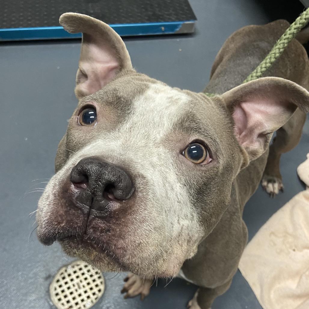 Enlarge Freckles, a Adoptable Mixed Breed in Allentown, PA image 3/3